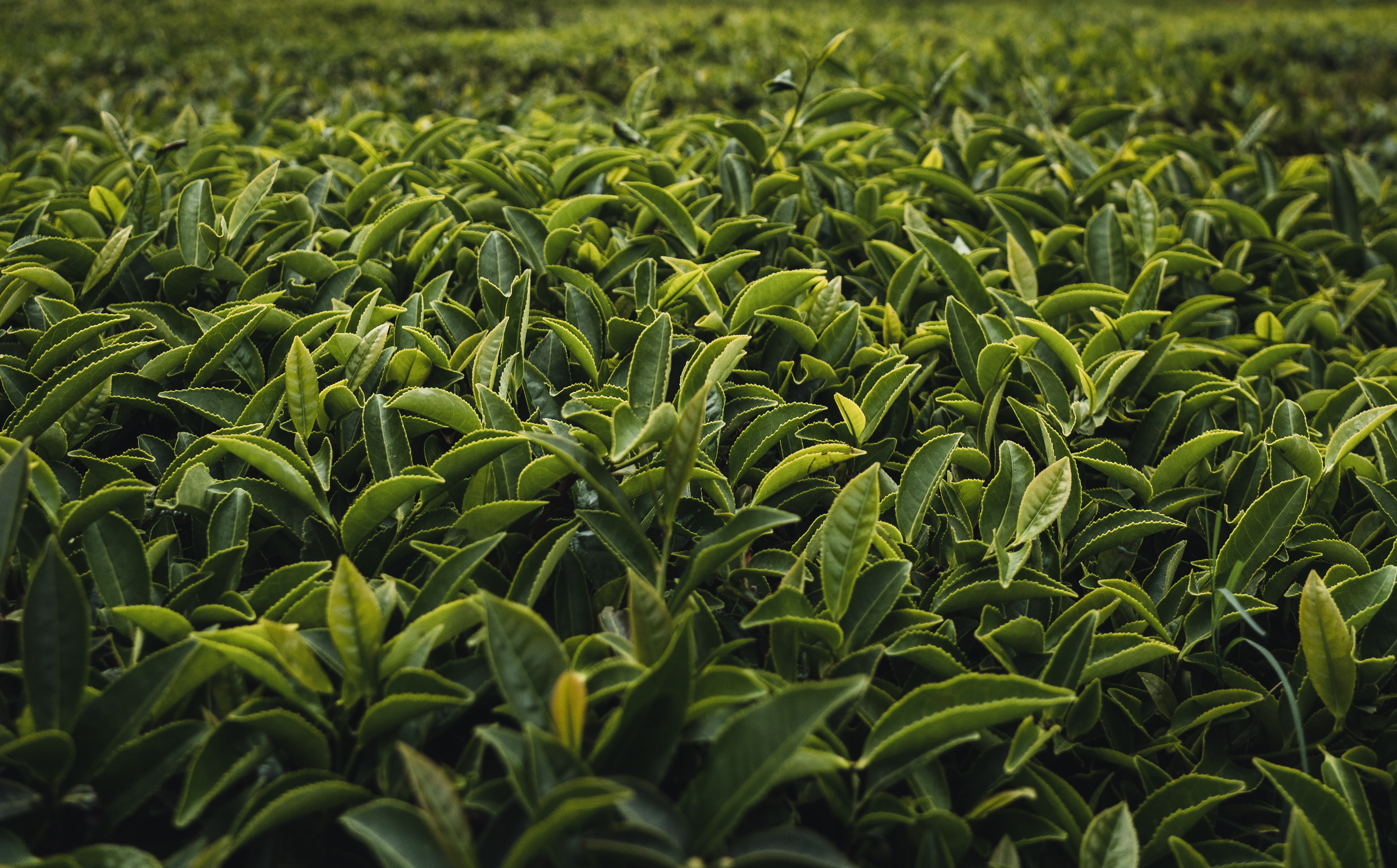 Daun teh hijau- unsplash