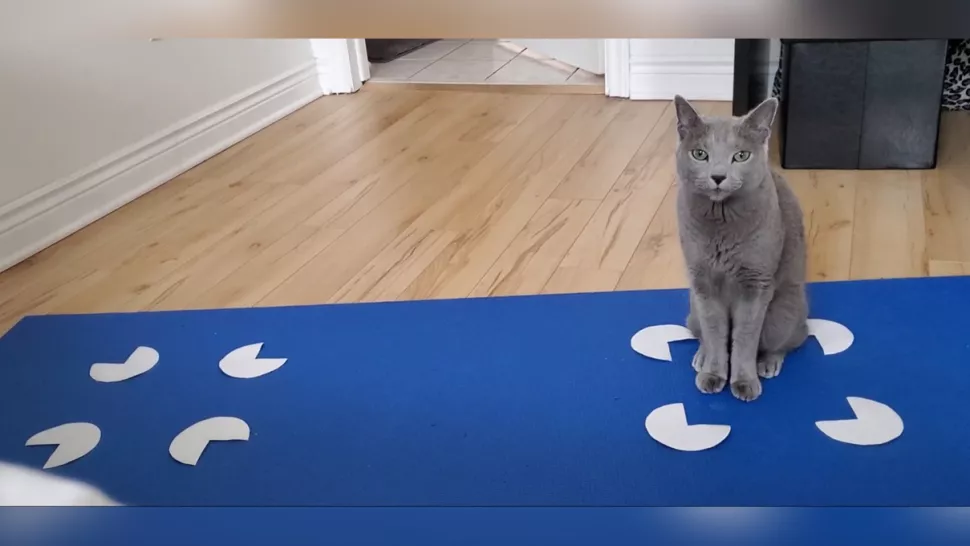 Hasil penelitian kucing di dalam kotak dari ilusi optik. (Dok. Gabriella Smith)