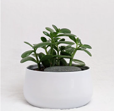 Ilustrasi Jade Plant-Susan Wilkinson (Unsplash)
