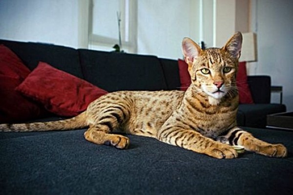 Kucing Ashera (Wonderlist) 