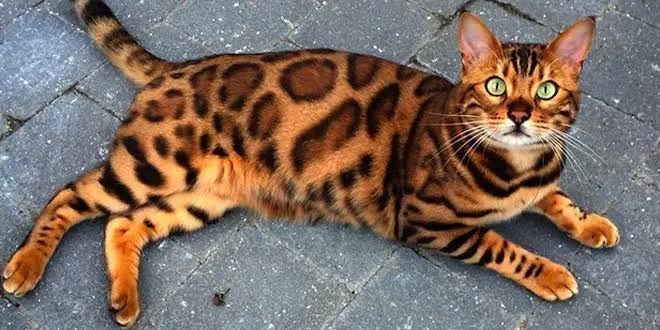Kucing Bengal (Bengatcats.co)