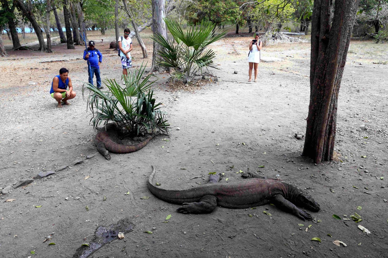 Ilustrasi komodo (Sumber: Bisnis)