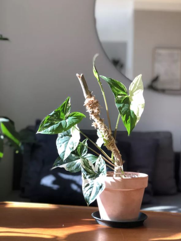Dok. Planta