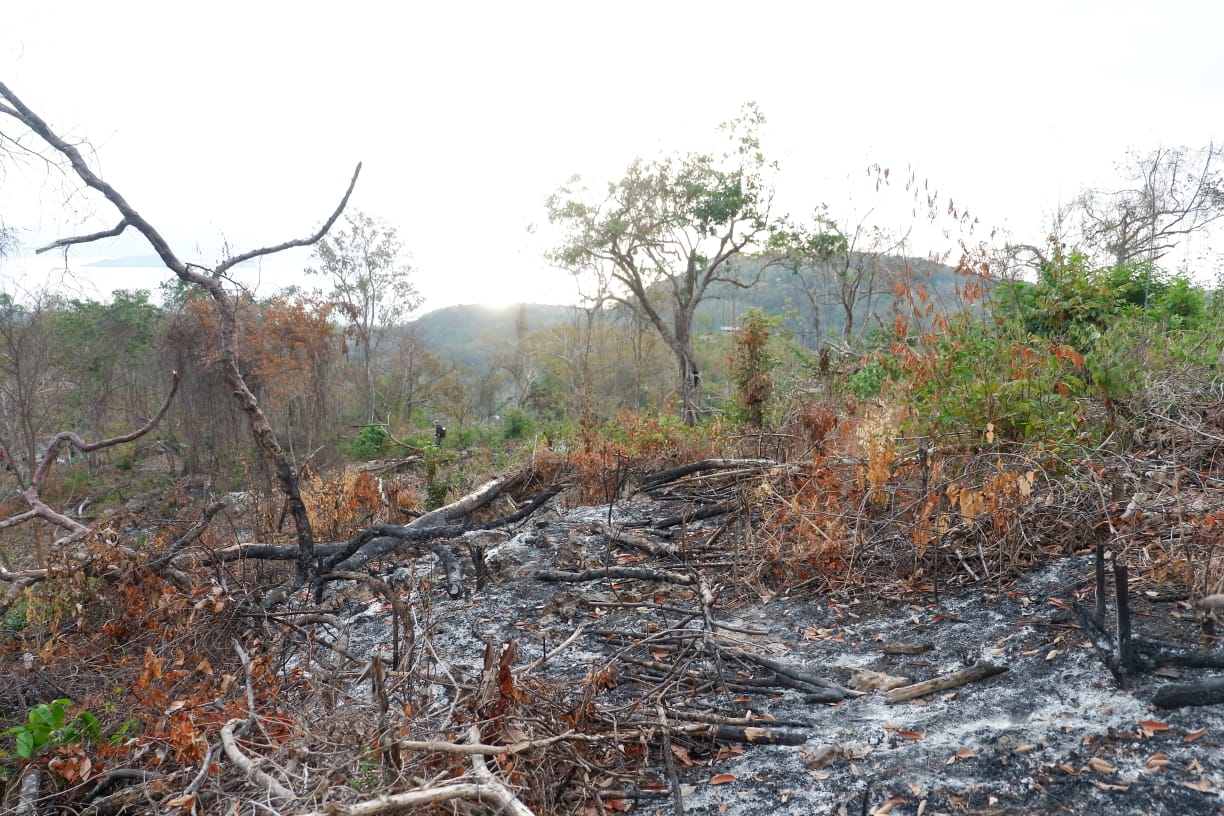 Kondisi Hutan Bowosie Saat Ini (dok. BPOLBF)
