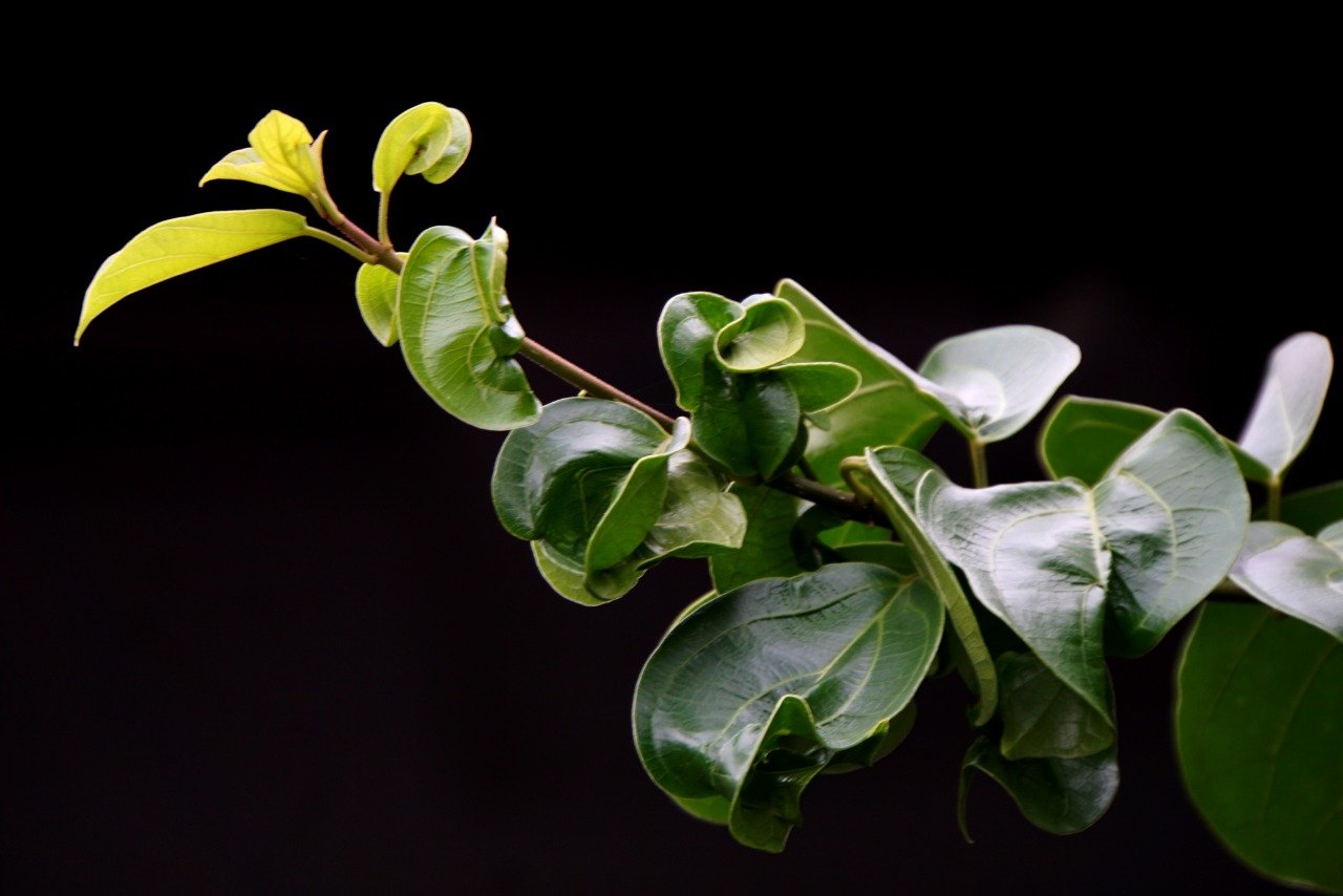 Daun cincau (Sumber gambar: Hypeabis/Himawan L Nugraha)