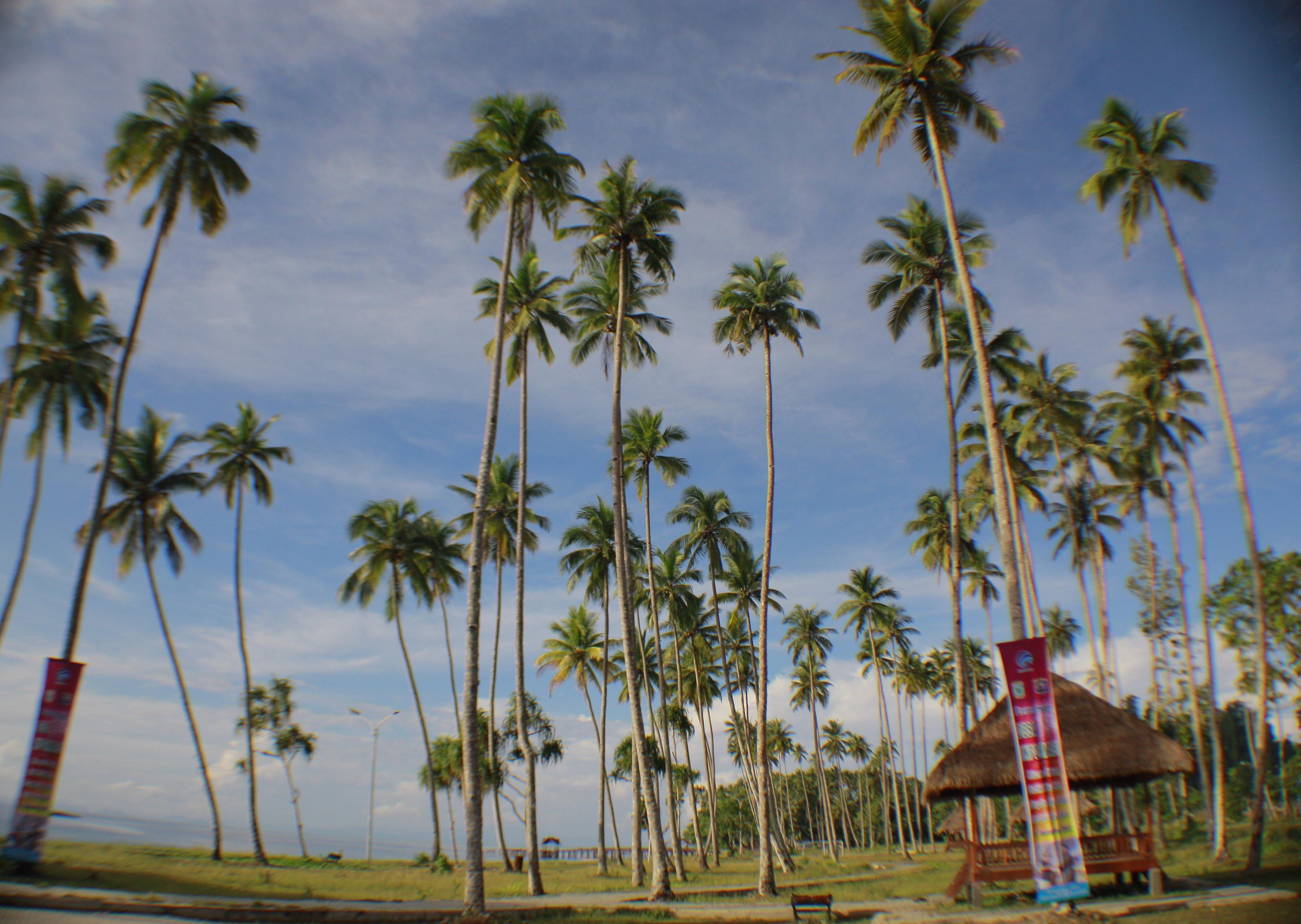 Panorama Kabui (sumber gambar: Hypeabis/Roni Yunianto)