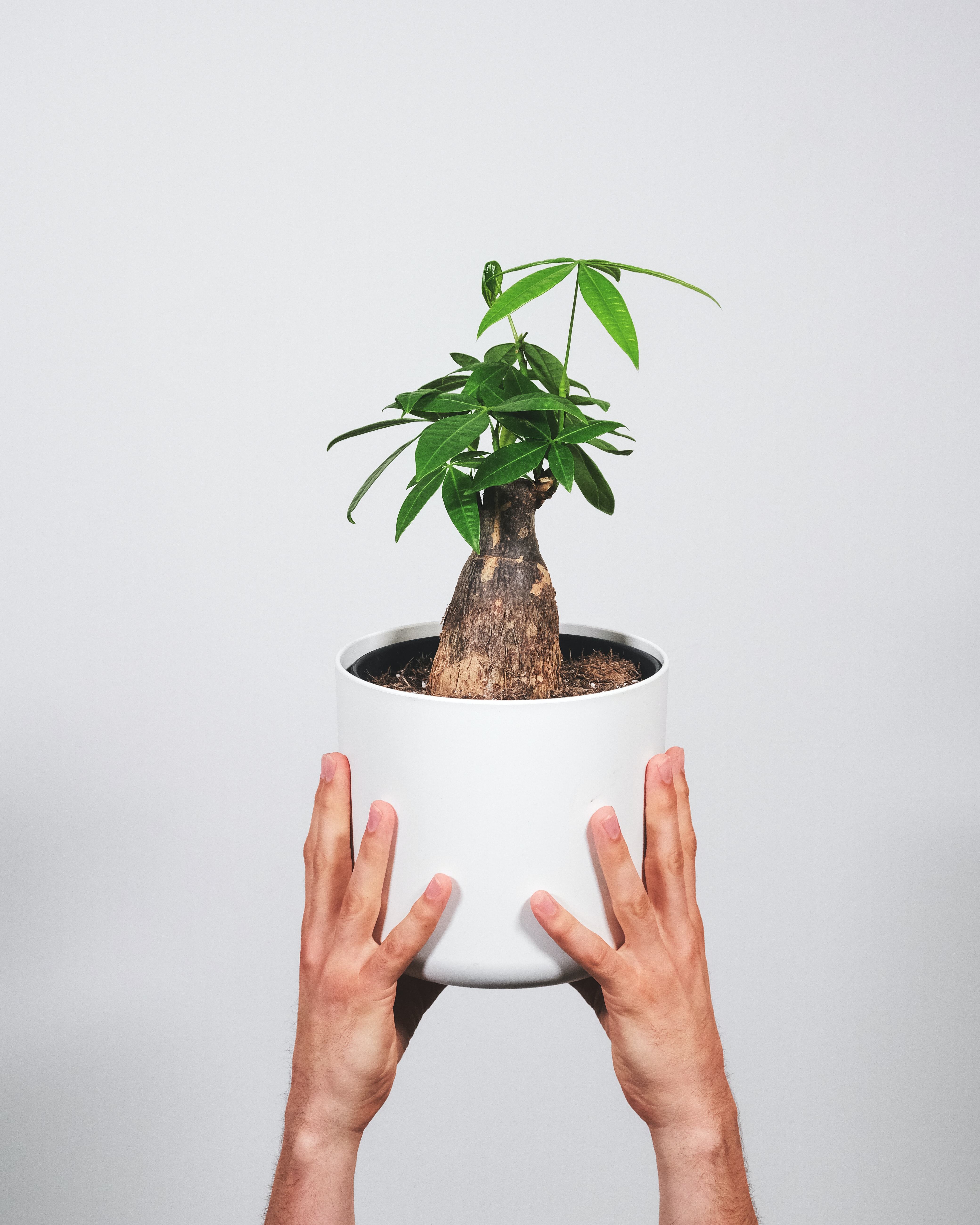Ilustrasi Pachira Aquatica (sumber Unsplash/feey)