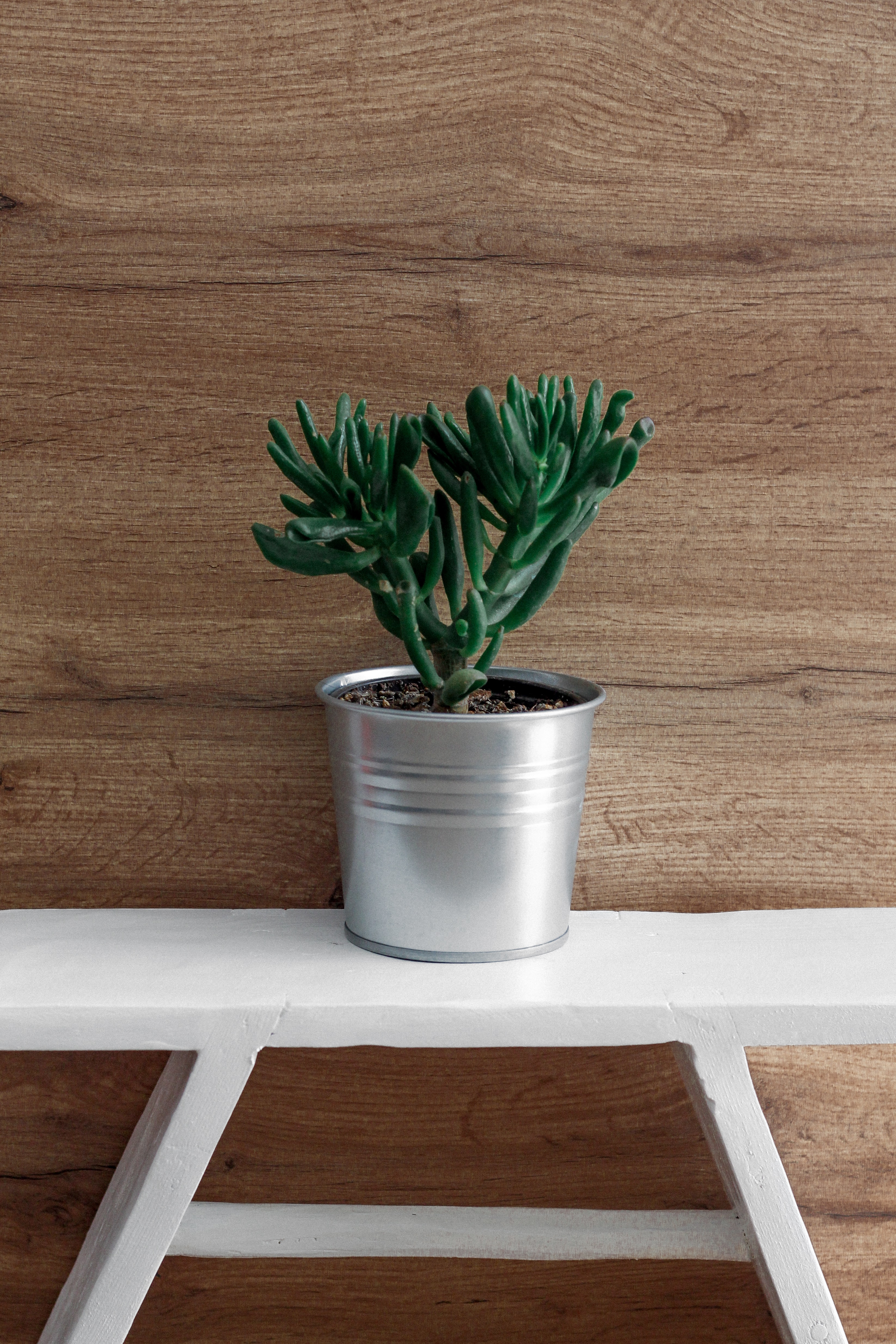 Ilustrasi tanaman giok (sumber Unsplash/NordWood Themes)