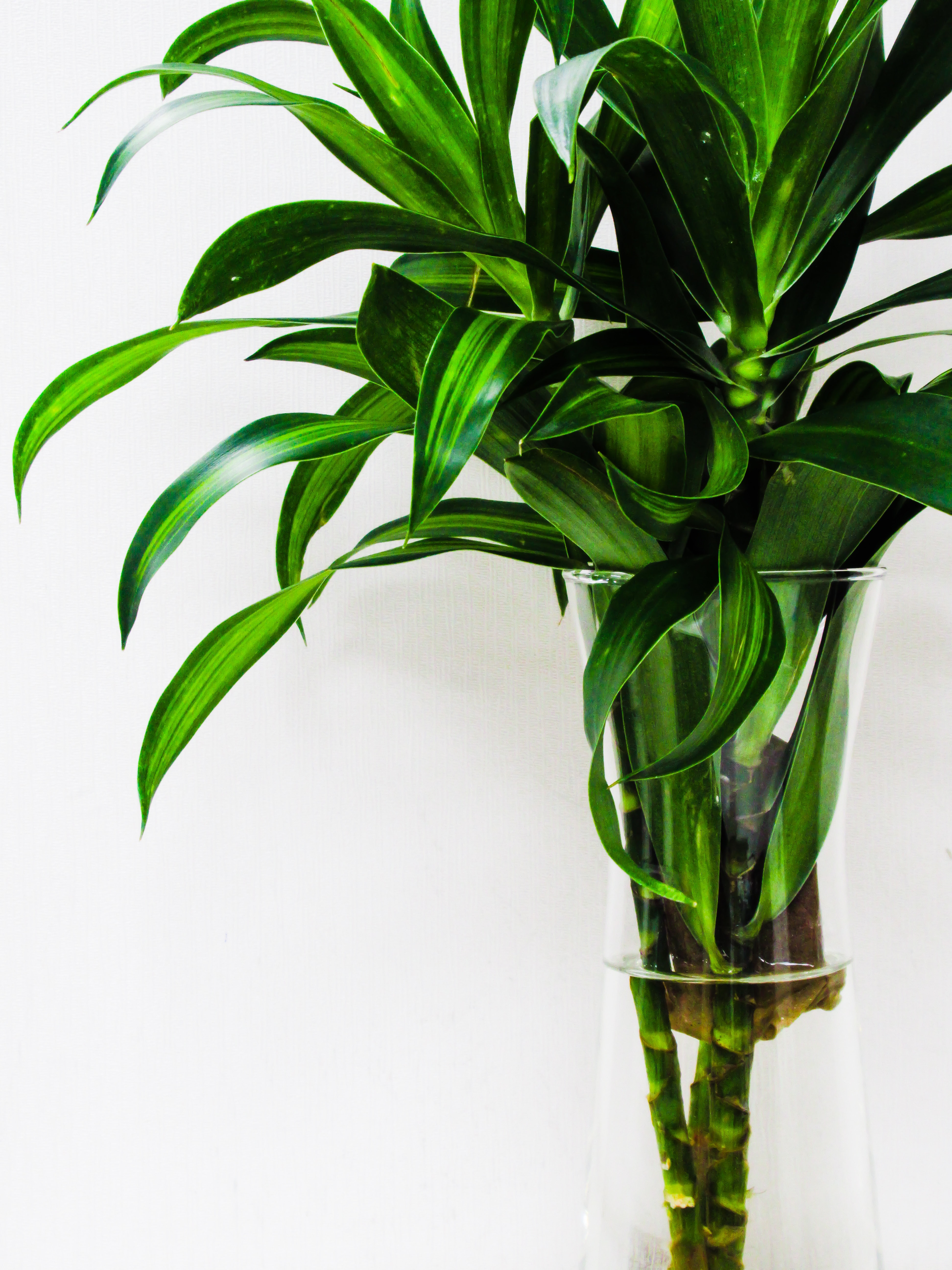 Ilustasi lucky bamboo (sumber Unsplash/Vipin Rajbher)