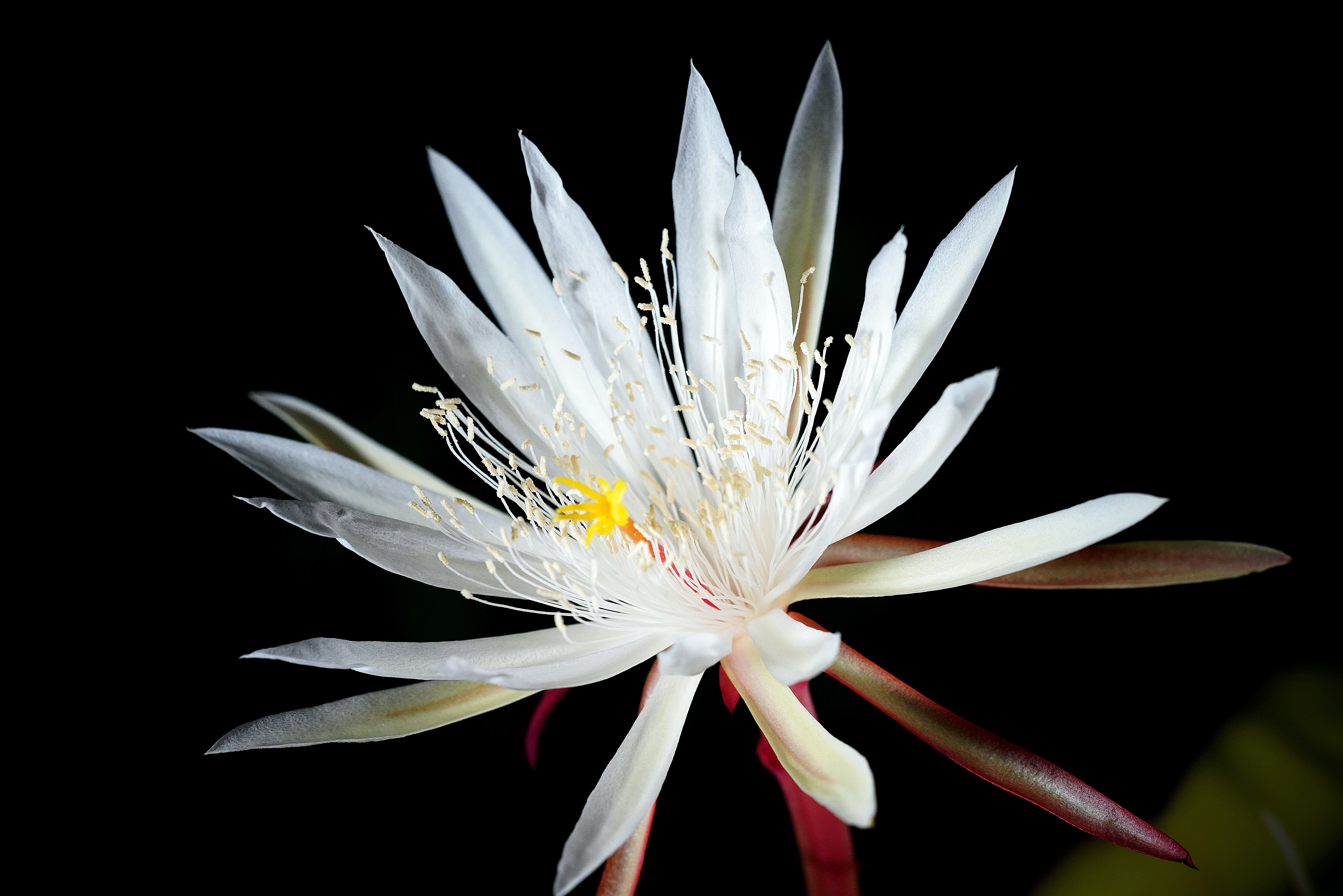 ilustrasi wijaya kusuma mekar (sumber Unsplash/hartono subagio)