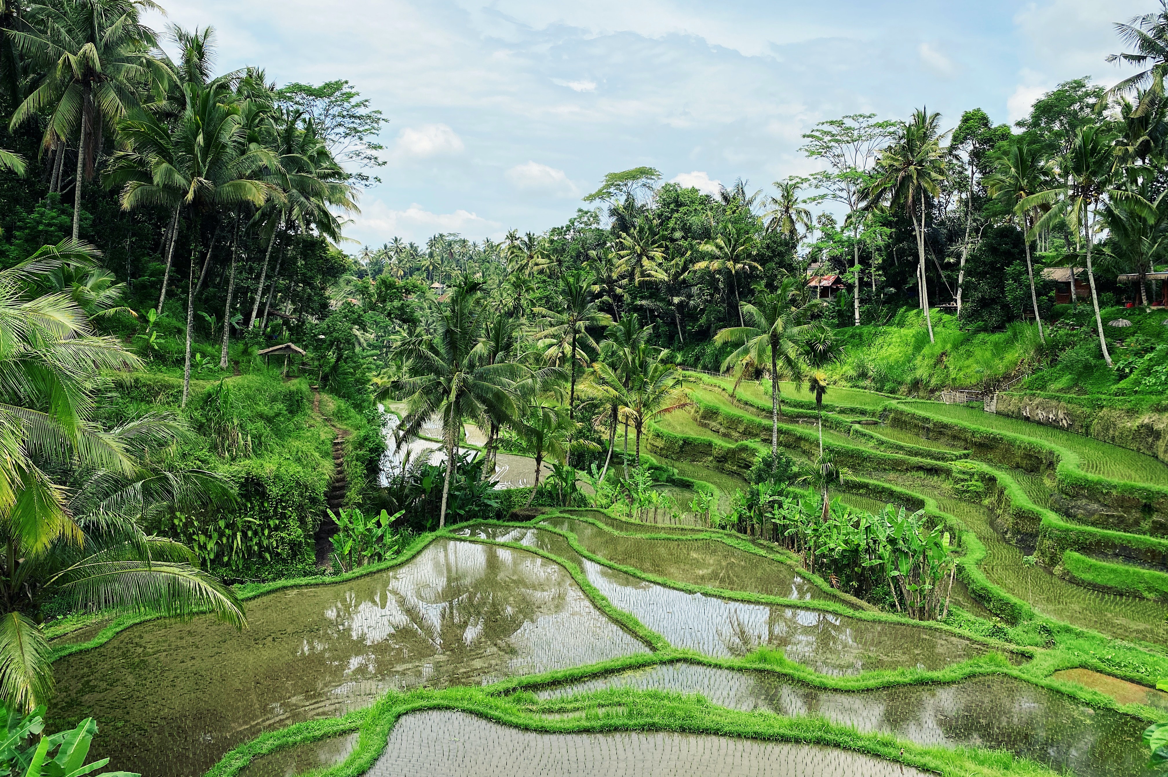 Ilustrasi pemandangan di Ubud (sumber gambar/ Unsplash/Max Kukurudziak)