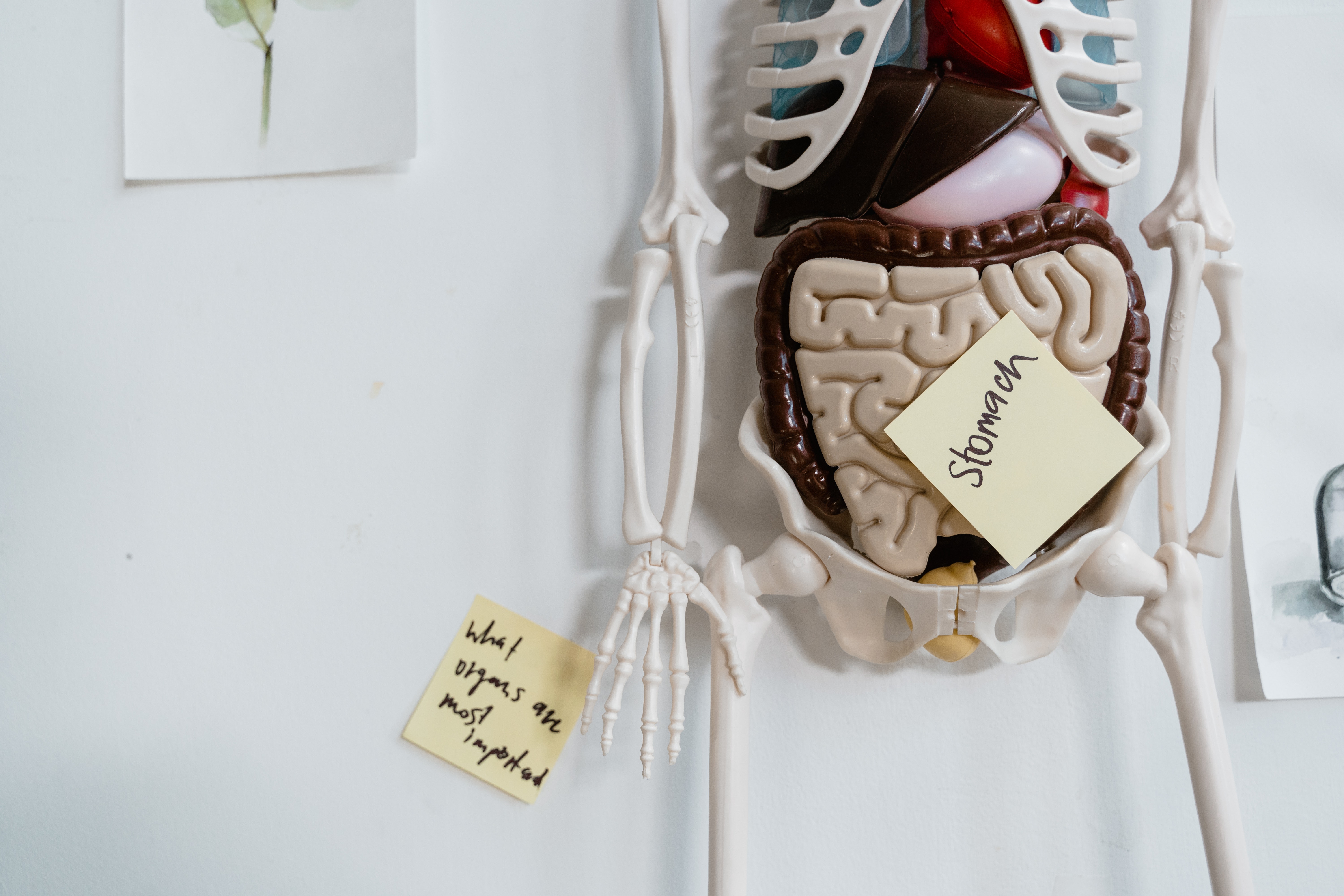 Ilustrasi organ dalam manusia (Sumber gambar: Mart Production/Pexels)