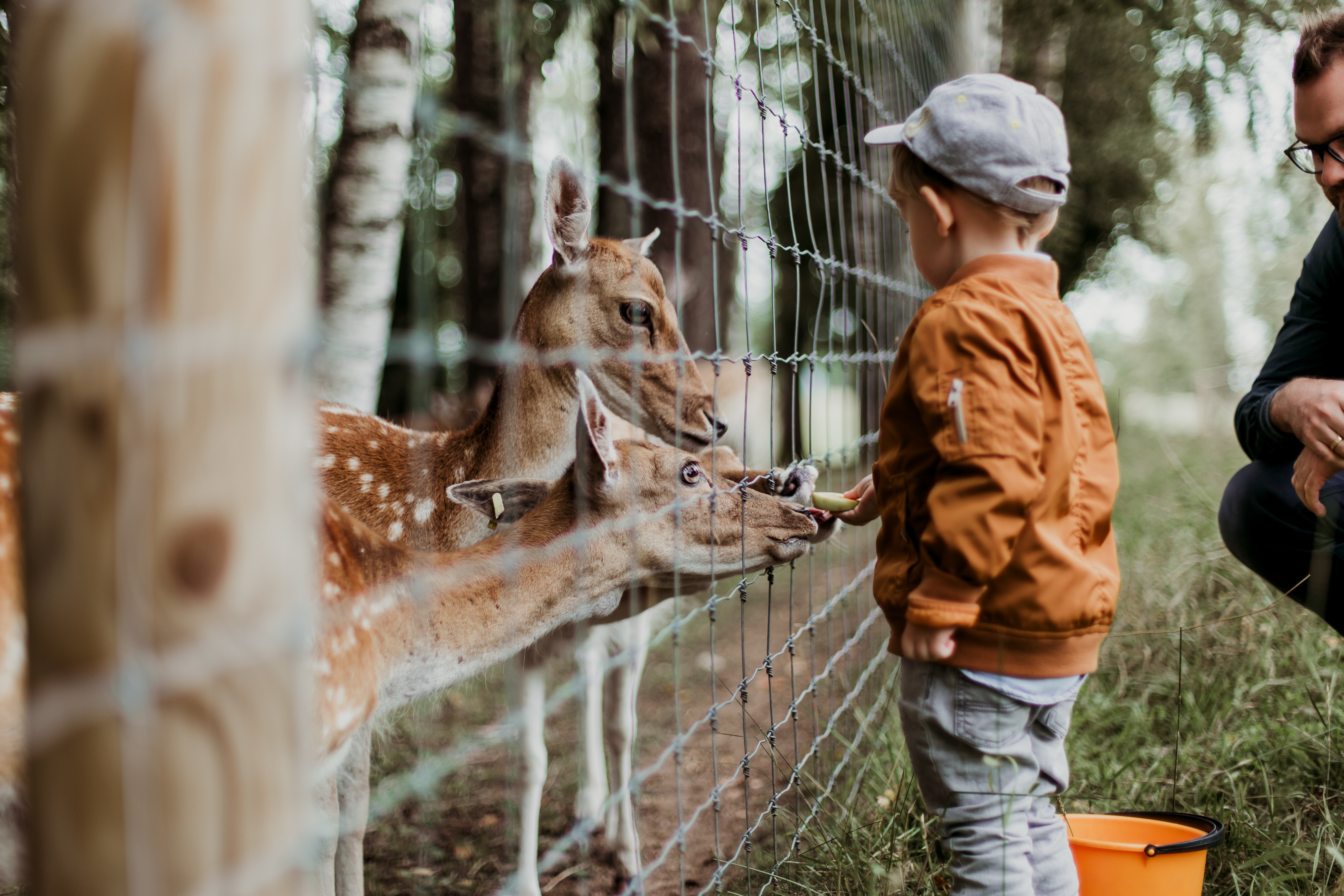 Ilustrasi kebun binatang. (Sumber gambar: Unsplash/ Daiga Ellaby)