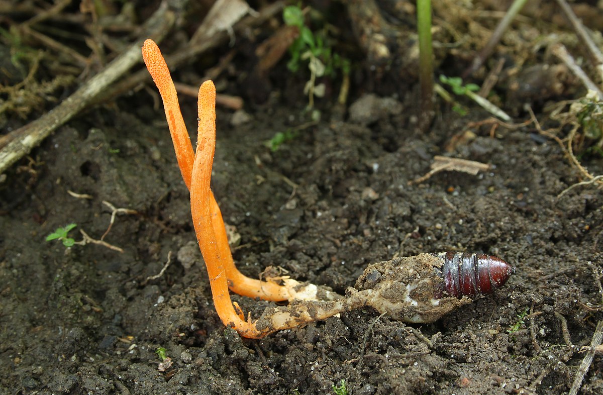 Ilustrasi jamur cordyceps (sumber gambar:wikimedia/Holleday)