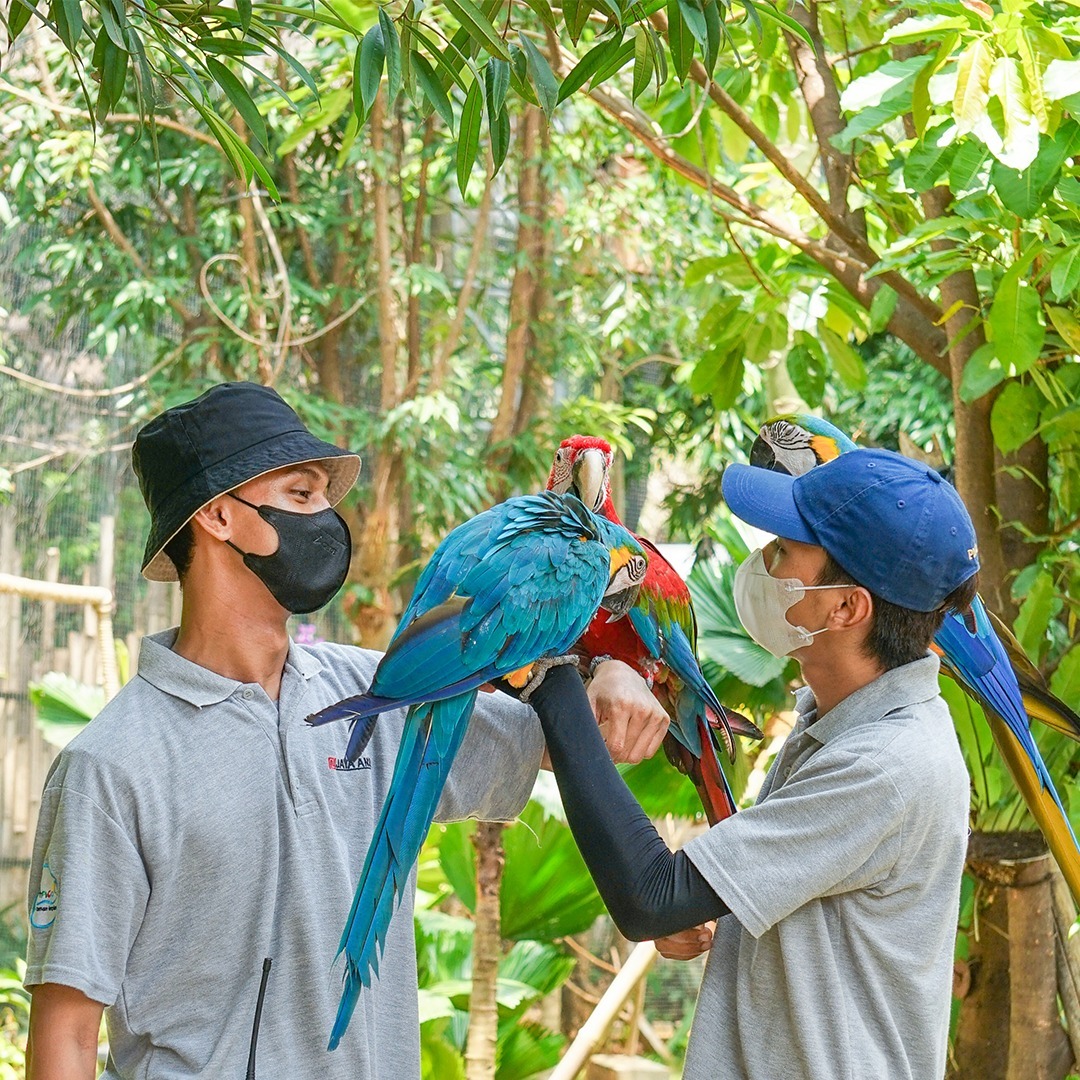 (Sumber: Jakarta Bird Land)