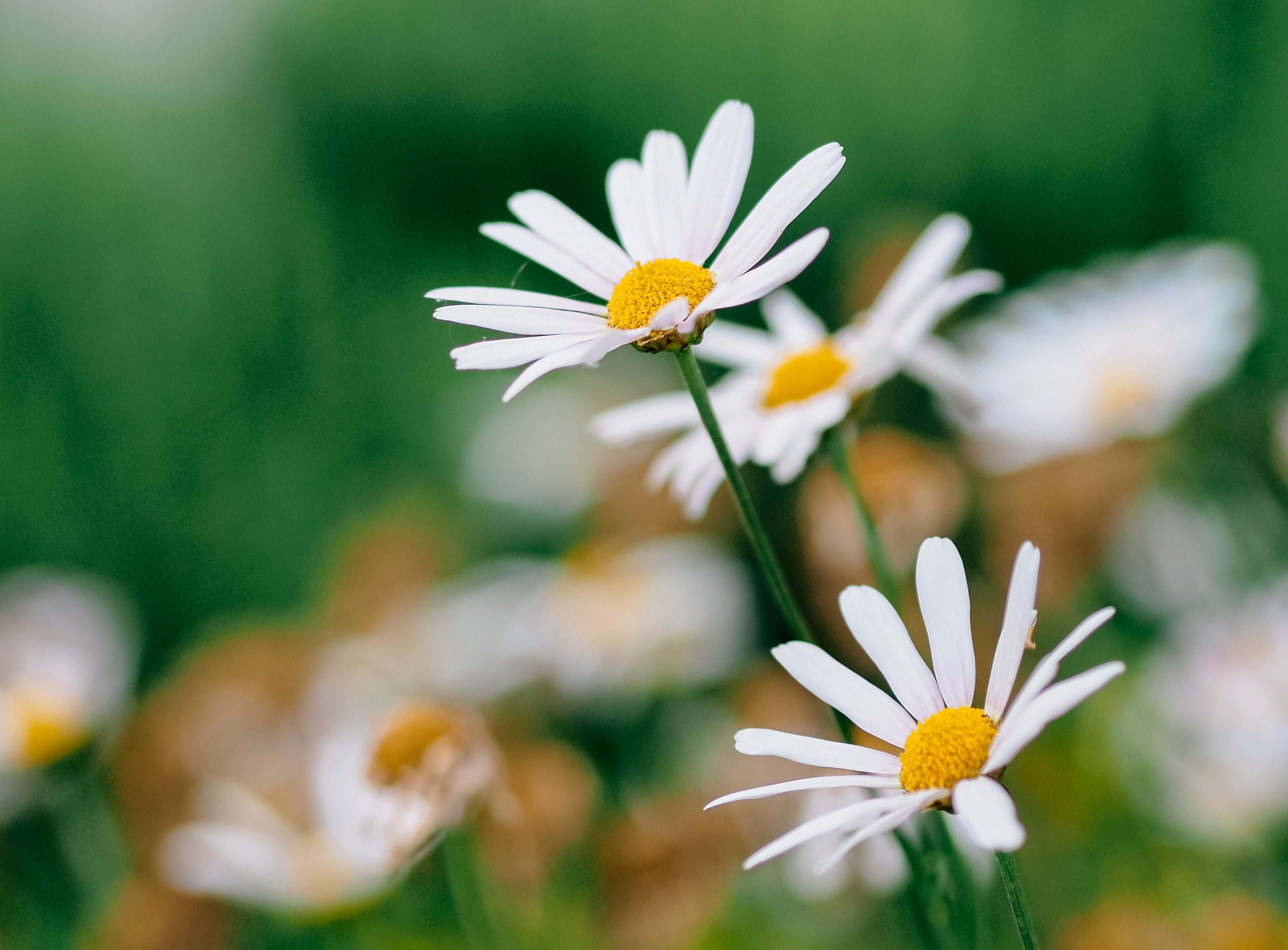 Aster (Sumber gambar: Kokeshi Sasayama/Unsplash)