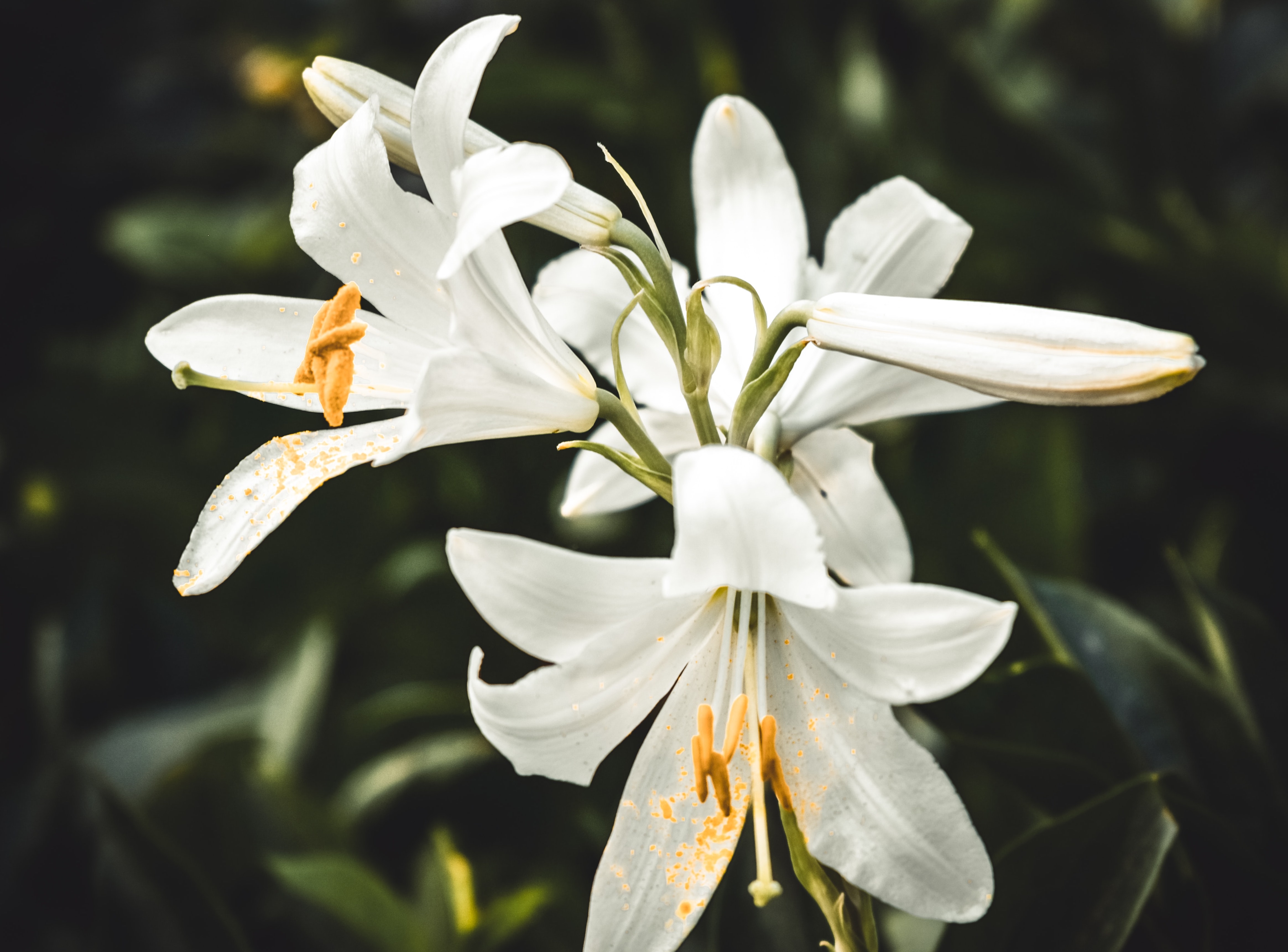 Lili (Sumber gambar: Serafima Lazarenko/Unsplash)