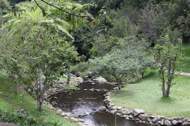 Taman Sakura di Kebun Raya Cibodas (website/kebunraya.id)