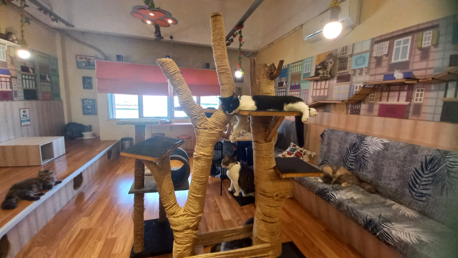 Kucing-kucing di Kopi Cat Cafe (Sumber Foto: Hypeabis.id/Kintan Nabila)