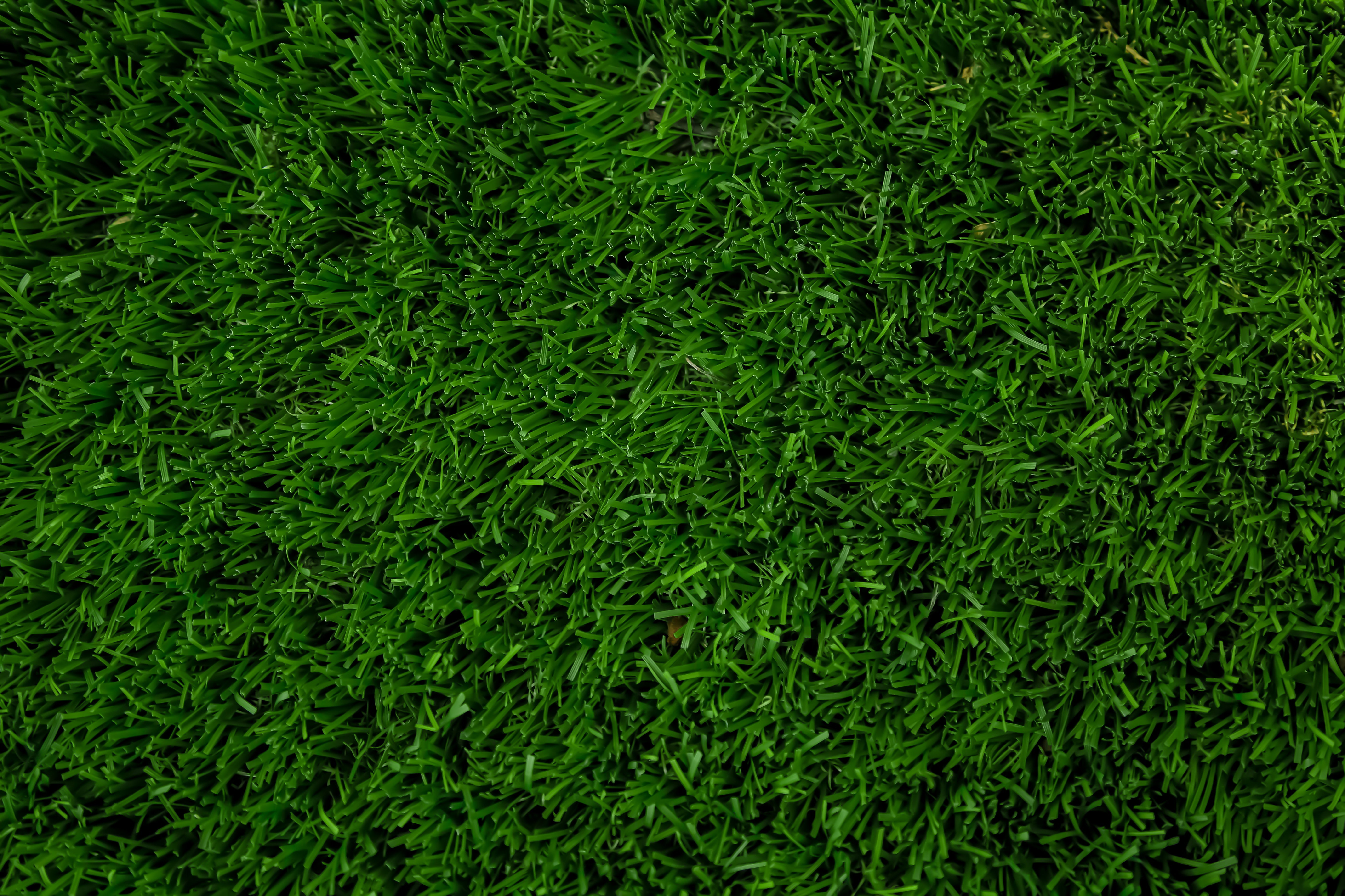 Ilustrasi rumput swiss (Sumber foto: Unsplash/bp-miller)