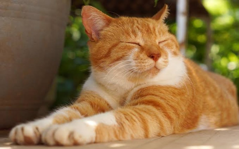 Ilustrasi kucing peliharaan (Sumber foto: Freepik)
