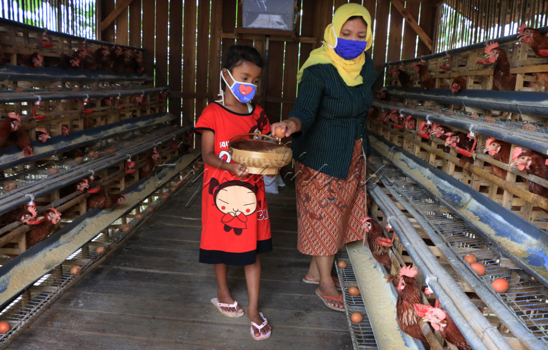 <p>Seorang ibu memanen telur bersama putrinya di Purwosari Gunungpati,Kota Semarang,Bisnis ayam petelur lebih menjanjikan saat pandemi covid.Karena ayam petelur menghasilkan telur berulang kali.</p>