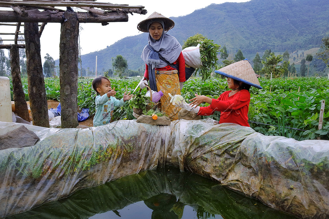 Bahagia dalam kesederhanaan adalah perasaan merdeka yang dimiliki oleh keluarga kecil petani dengan sumber daya alam yang tak berkesudahan. Seperti perasaan seorang ibu bersama kedua anak perempuan mereka yang tanpa beban berada di kebun untuk bekerja sembari mengasuh serta melihat keceriaan buah hati yang bermain sesuka hati.