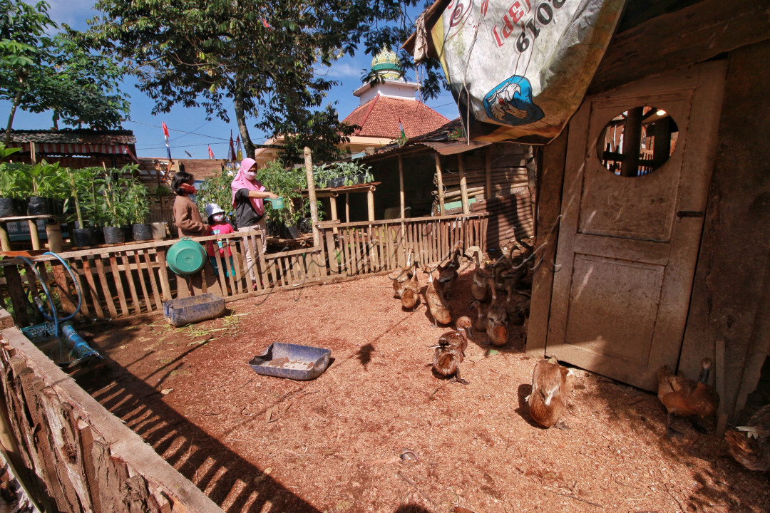 Memanfaatkan waktu luang di masa pandemi, dengan memelihara unggas di belakang rumah. Selain untuk kegiatan, juga dapat menambah penghasilan jika dijual, ataupun menambah gizi jika dikonsumsi untuk lauk makan keluarga.