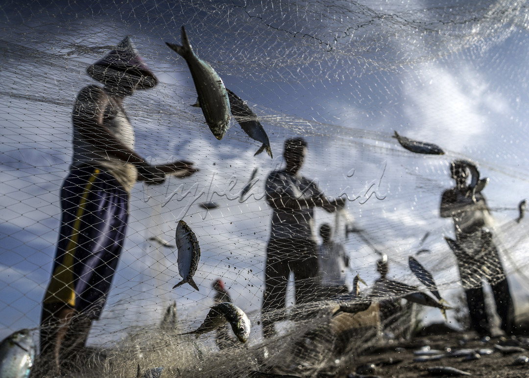 Nelayan tradisional Aceh mengumpulkan ikan dari jaring pukat darat di pantai Ujong Blang, Lhokseumawe, Provinsi Aceh. Tangkap ikan dengan cara tradisional menggunakan jaring pukat di tepi pantai merupakan salah satu cara untuk melindungi laut dari eksploitasi sumber daya alam. Meski adanya kekhawatiran wabah COVID-19, nelayan lokal tetap beraktifitas seperti biasanya untuk memenuhi kebutuhan ikan dipasar guna meningkatkan perekonomian bagi nelayan.<br />
