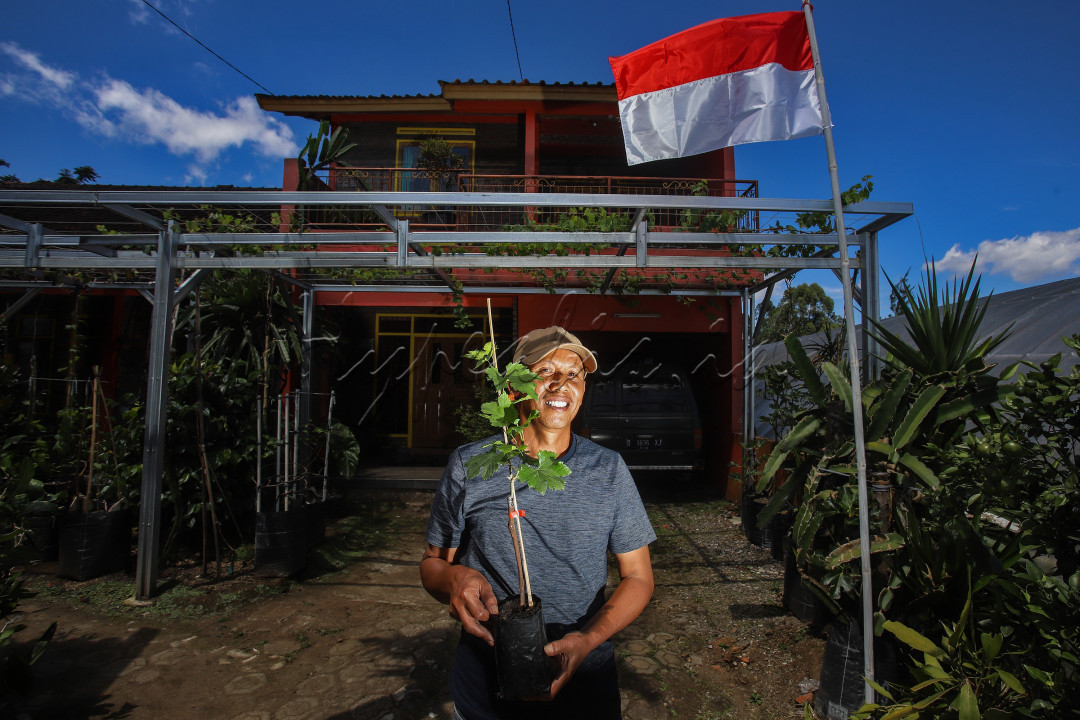 Caca Supriatna menunjukan bibit anggur hasil budi-dayanya selama pandemi Covid-19 di Lembang, Jawa Barat, Minggu (15/08/2021). Saat pandemi tersebut dia berhasil membudidayakan berbagai jenis anggur diantaranya Dixon, Jupiter, Mood Drops dan berbagai varian lainnya. Dari usahanya dia dapat memetik hasilnya berupa buah anggur yang telah di pasarkan di pasar lokal Lembang dan stek batang pohon anggur yang telah di kirim hingga Papua, Filipina hingga Qatar.