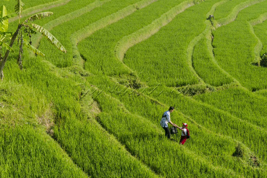 Seorang guru menolong siswa yang terperosok di pematang sawah saat akan berangkat menuju sekolah