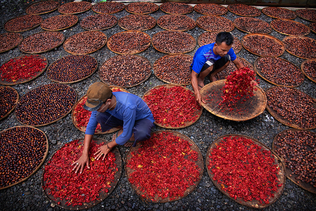 seorang petani menjemur buah pala dan fuli agar menjadi kering dan bisa diolah setelahnya. Buah pala adalah rempah asal Indonesia yang sangat terkenal bahkan hingga ke negri eropa. oleh sebab itu, ini menjadikan bukti bahwa buah pala bisa dikatakan menjadi rempah primadona yang sangat digemari bahkan menjadi sejarah bahwa buah pala asal Indonesia menjadi rebutan bagi negara lain di jaman penjajahan. karena manfaatnya yang begitu banyak bagi kesehatan, buah pala juga bisa dijadikan sebagai bumbu masakan dan bahkan manisan yang segar.