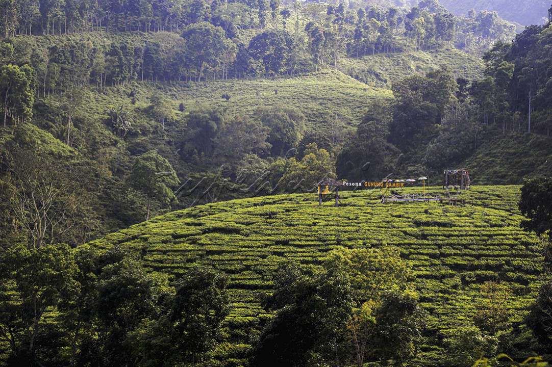 Pemandangan hamparan surga hijau lereng gunung, tepatnya area perkebunan teh Afdeling Gunung Gambir milik PTPN 12 yang berada di Desa Gelang, Kecamatan Sumberbaru, Kabupaten Jember, Jawa Timur. Dengan mendatangi kebun teh ini, sebenarnya wisatawan tidak hanya sekedar disuguhi sekitar 183 hektar pemandangan hamparan kebun teh. Tetapi bisa mengambil kesempatan untuk beredukasi tentang tanaman teh atau berwisata sambil menyerap edukasinya. (edutourism).