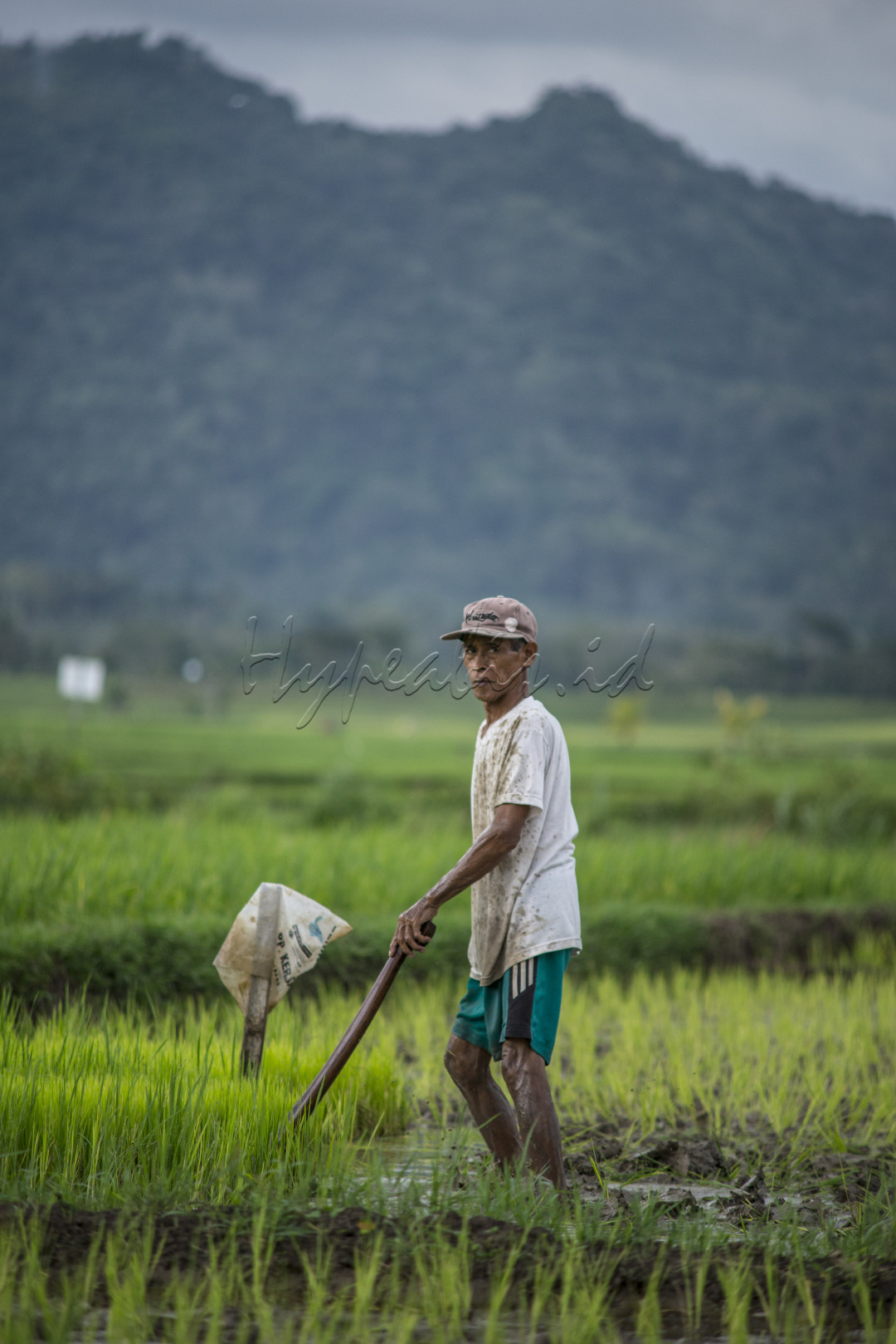Ada kalimat tentang "Kenapa aku sekolah tinggi, sebab ayahku tak ingin aku jadi sepertinya, dia adalah petani." Foto ini saya ambil ketika saya sedang melewati sawah dan ada makna terkandung didalamnya yaitu seorang petani yang sedang bercocok tanam demi kelangsungan hidupnya dan dia berpesan supaya kelak anaknya sukses tidak hanya menjadi seorang petani bahkan bisa lebih.<br />
<br />
Petani adalah seseorang yang bergerak dibidang pertanian, atau juga dapat disebut dengan seseorang yang mata pencaharian utamanya bercocok tanam. Pekerjaan sehari-hari menyemai benih tanaman, merawat, hingga memanennya. Menjadi seorang petani yang penghasilannya diperoleh dari budidaya tanaman produktif. Hasil panennya bisa digunakan untuk memenuhi kebutuhan sehari-hari para petani, bisa juga dijual pada orang lain.<br />
<br />
Jadi jangan pernah malu menjadi anak seorang petani, karena jasa mereka sangat berharga. Banyak petani yang melahirkan sarjana, tapi tidak banyak sarjana yang mau menjadi petani.