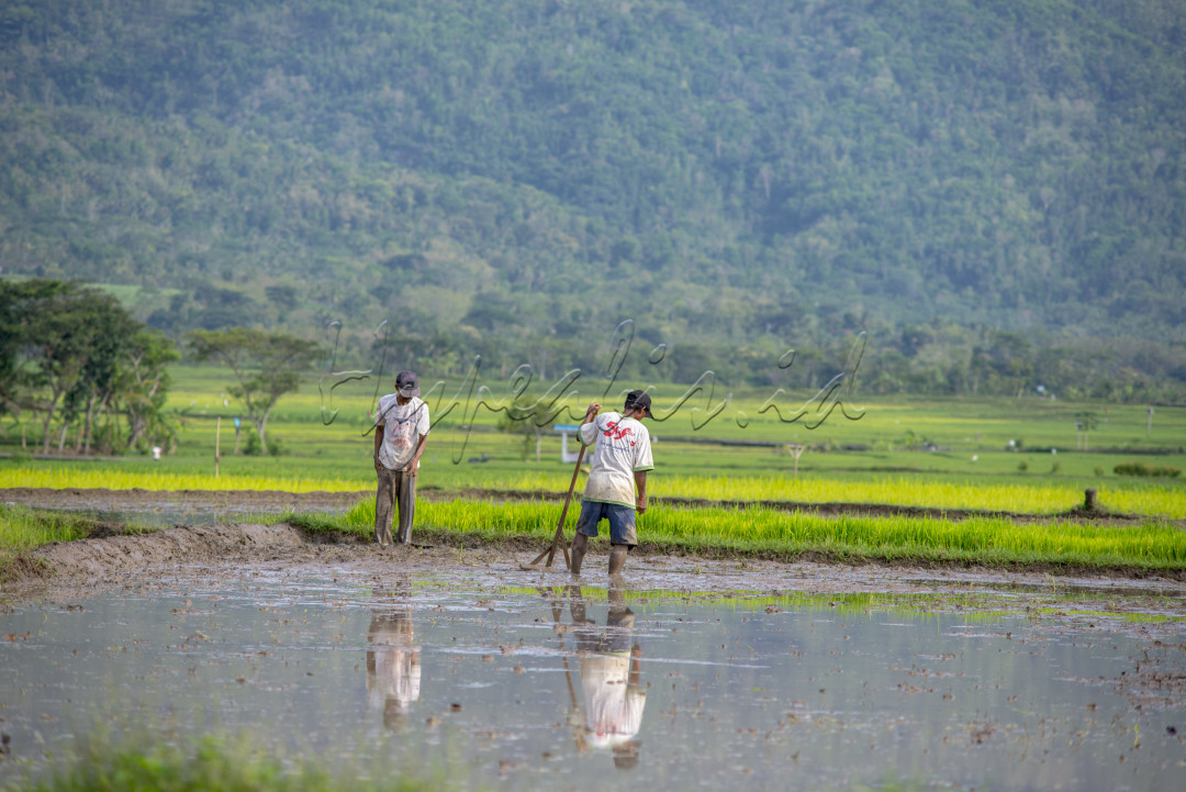 Pernahkah kita berterima kasih kepada para petani penanam benih? Keramahan yang putih, ketulusan yang tak pernah menagih.<br />
<br />
Dari kejauhan kita bisa melihat para petani sedang menanam padi. Mereka membungkukkan badannya agar bisa menancapkan benih di tanah sawah, terkadang mereka pun berdiri sesaat dan menghirup udara yang segar. Setelah itu mereka pun melanjutkan pekerjaannya menanam padi. Panasnya terik matahari tidak mengurungkan semangat mereka bekerja karena menurut mereka pekerjaan seorang petani adalah penyokong kebutuhan bangsa tanpa petani, bangsa tidak akan berdaulat.<br />
<br />
Angin semilir dan air pun bergemericik. Petani akan terus mengerjakan pekerjaan tersebut hingga selesai. Setelah itu mereka pun harus menunggu selama 3 bulan untuk memanen padi. Setiap musim penghujan, para petani biasanya melakukan kegiatan bercocok tanam. Salah satunya adalah menanam padi. <br />
<br />
Mereka menyemai padi selama 20 hari untuk dijadikan sebagai benih. Sambil menunggu benih siap ditanam, mereka mempersiapkan lahan. Sawah diolah dengan cara dibaca menggunakan mesin traktor. Setelah 20 hari kemudian, sawah yang telah siap itu kemudian ditanami padi. Biasanya mereka menanam padi dengan cara bersama-sama.<br />
<br />
Petani itu adalah seorang yang berkeyakinan baik, orang yang bermoral tinggi, dan memiliki cinta kepada kebebasan yang kokoh.