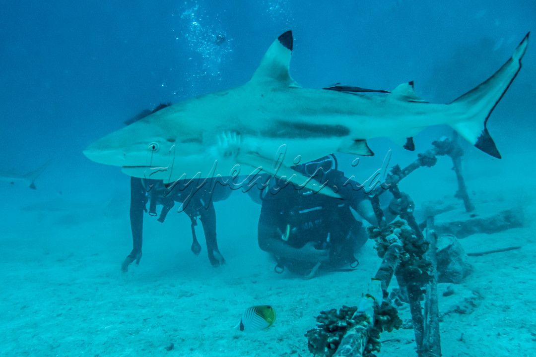 Wisatawan menyaksikan Hiu Sirip Hitam (Carcharhinus limbatus) saat melakukan penyelaman bersama pusat selam "Shark Diving Indonesia" di perairan Pulau Mitita, Morotai, Maluku Utara, Kamis (9/9/2021). Perairan Pulau Mitita selain menawarkan pemandangan keindahan bawah lautnya juga merupakan titik menyelam terbaik untuk melihat hiu dari dekat. 