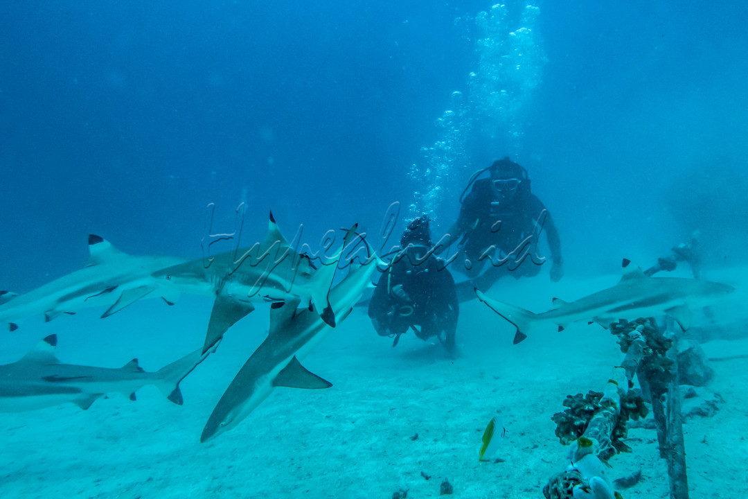 Wisatawan menyaksikan Hiu Sirip Hitam (Carcharhinus limbatus) saat melakukan penyelaman bersama pusat selam "Shark Diving Indonesia" di perairan Pulau Mitita, Morotai, Maluku Utara, Kamis (9/9/2021). Perairan Pulau Mitita selain menawarkan pemandangan keindahan bawah lautnya juga merupakan titik menyelam terbaik untuk melihat hiu dari dekat. 