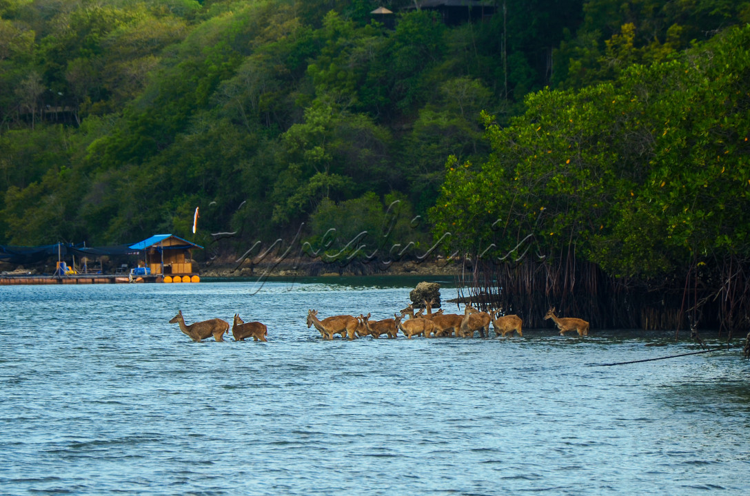 Keindahan pulau menjangan di Taman Nasional Bali Barat.Selain tempat untuk snorkling dan diving,disini para wisatawan dapat menyaksikan sekelompok rusa turun ke perairan.
