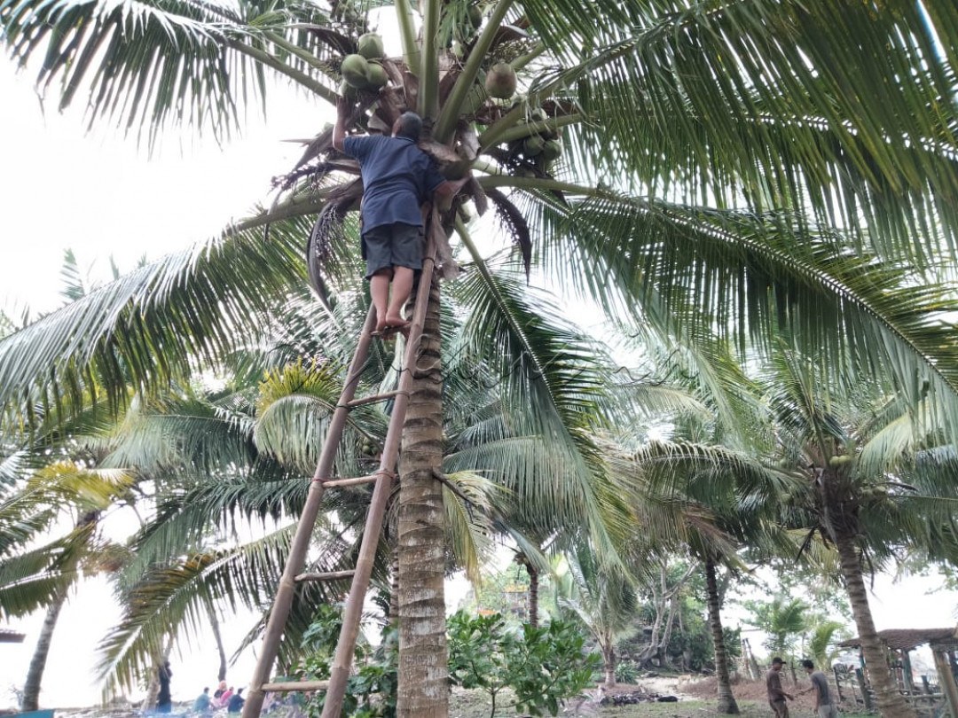 <strong>Kelapa Tepi Pantai Pasir Putih </strong><br />
Besar dan berisi kelapa itu. Siang panas terbalaskan dengan peluh keringat yang deras. Menyisip air kelapa petikan sendiri di tepi pantai pasir putih sungguh meninggalkan desir kalbu budaya yang kekal.<br />
