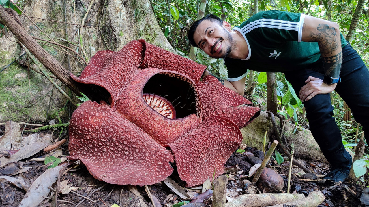Tahukah kawan kalau bunga Rafflesia arnoldii merupakan Bunga Nasional Indonesia? <br />
<br />
Bunga Nasional adalah bunga yang dapat mewakili karakteristik sebuah bangsa dan negara. Indonesia sendiri memiliki tiga bunga nasional yang ditetapkan melalui Keputusan Presiden RI Nomor 4 Tahun 1993.<br />
<br />
Spesies bunga yang ditetapkan sebagai Bunga Nasional Indonesia adalah:<br />
<br />
Bunga melati putih (Jasminum sambac) sebagai puspa bangsa<br />
<br />
Bunga anggrek bulan (Phalaenopsis amabilis) sebagai puspa pesona dan<br />
<br />
Bunga padma raksasa (Rafflesia arnoldii) sebagai puspa langka.<br />
<br />
Nah kawan Bunga Rafflesia arnoldii adalah salah satu Bunga Nasional Indonesia, kita harus bangga dengan keistimewaan alam Indonesia ini karena bunga Rafflesia arnoldii merupakan Bunga Terbesar yang ada di Planet Bumi ????<br />
<br />
Masih banyak yang salah kaprah bahwa bunga Rafflesia adalah bunga bangkai, padahal Rafflesia adalah jenis tanaman parasit yang tidak punya batang dan umbi <br />
<br />
Kalau kawan sudah tau yuk kita benarkan pemahaman yang salah terkait bunga Rafflesia , bahwa : <br />
<br />
"Bunga Rafflesia BUKAN Bunga Bangkai! "<br />
<br />
???? HL Bukit Daun Reg. 5 Desa Tebat Monok Kab. Kepahiang Provinsi Bengkulu