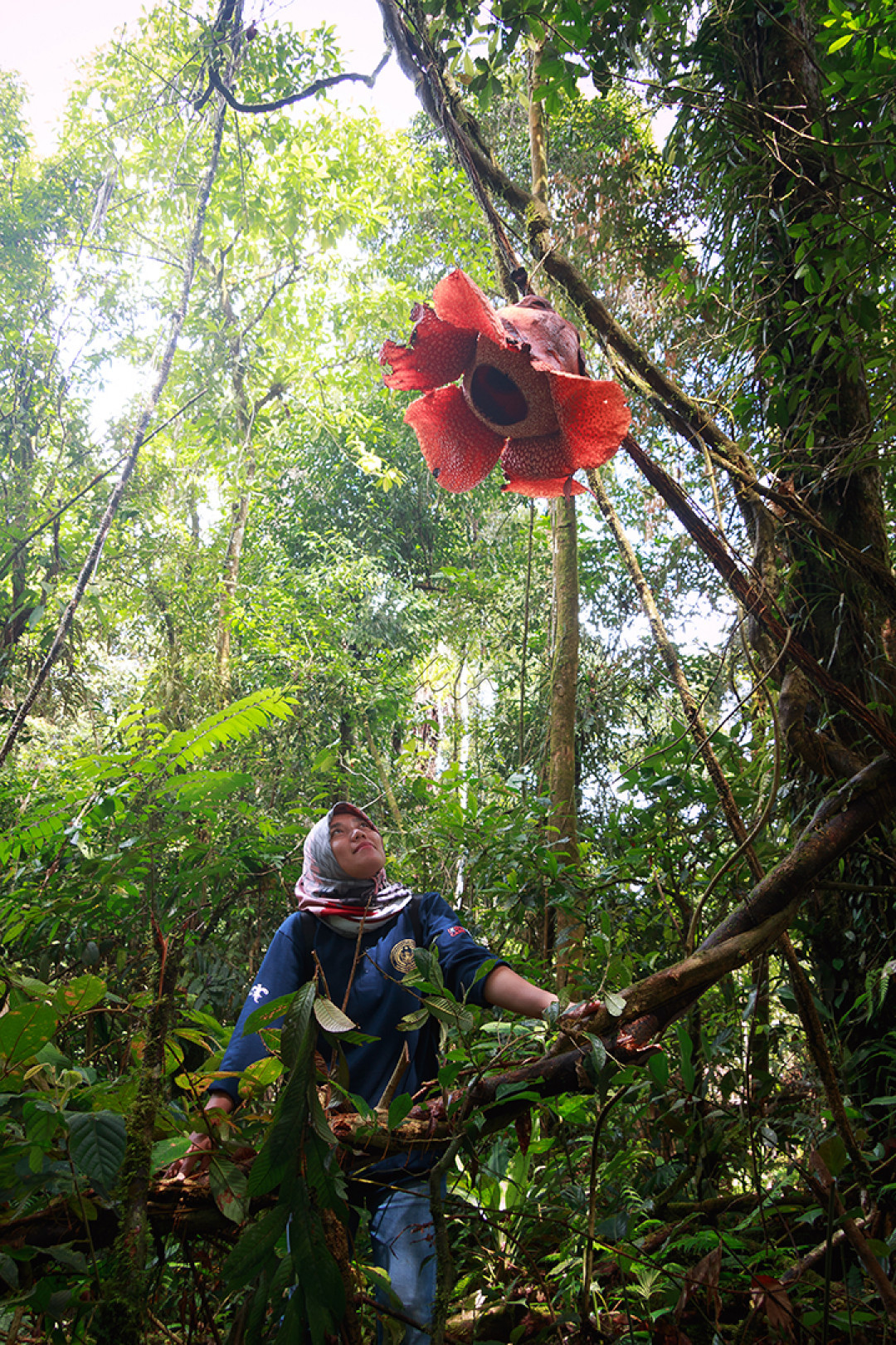 Seorang wisatawan terkagum melihat keindahan dan keunikan bunga Rafflesia Arnoldii yang menjuntai pada ketinggian 3 meter, biasanya hanya ditemukan diatas permukaan tanah. Bunga yang hidup bergantung pada inangnya dan berdiameter 80cm ini mekar di kawasan Hutan Lindung Raje Mandare (TNBBS), Desa Bungin Tambun, Kecamatan Padang Guci Hulu, Kabupaten Kaur, Provinsi Bengkulu. Walaupun harus sedikit berjalan masuk ke hutan tapi pengunjung tetap tertarik untuk melihat Rafflesia mekar di habitat aslinya, terlebih bagi wisatawan minat khusus.<br />
Rafflesia Arnoldii merupakan Puspa Langka kebanggaan Indonesia. Terdapat sekitar 13 jenis Rafflesia di Indonesia dan 5 jenisnya terdapat di Bengkulu yang dikenal dengan sebutan Bumi Rafflesia (<em>The Land Of Rafflesia</em>).