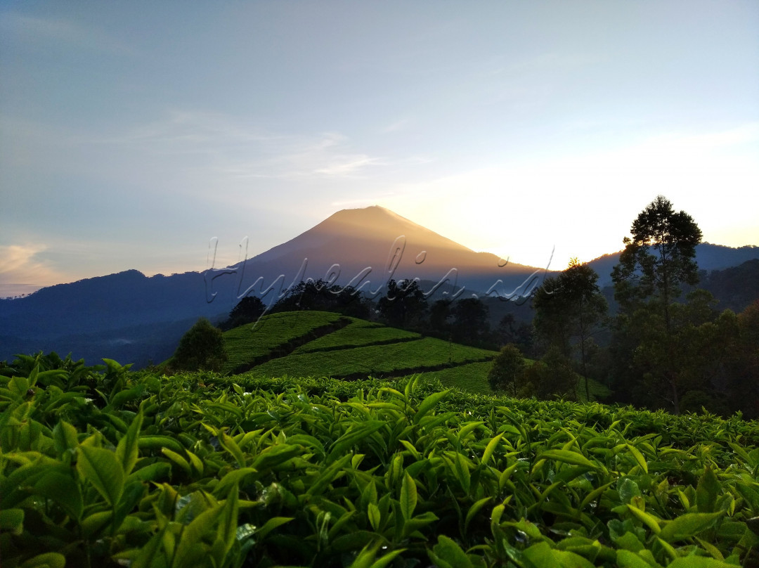 Puncak sakub merupakan bagian tertinggi dari pada kawasan perkebunan teh kaligua milik PT Nusantara IX yang terletak di wilayah kec. Paguyangan kab. brebes. puncak sakub sendiri kira kira memiliki ketinggian sekitar 2080 mdpl. puncak sakub ini tepat dibawah kaki gunung Slamet, selana perjalanan mata kita akan di manjakanoleh hamparan perkebunan teh yang begitu luas, hijau, dan segar. para pecinta sunrise dan sunset puncak sakub bisa menjadi alternatif Travelling loh, upsss tapi jangan lupa yah jaga kebersihan, sampah barang bawaan putung rokok juga nih walaupun kecil jangan buang sembarangan. bawa turun ke bawah. makasih <br />
<br />
#Hypeabisid<br />
#BisnisIndonesiaFoto