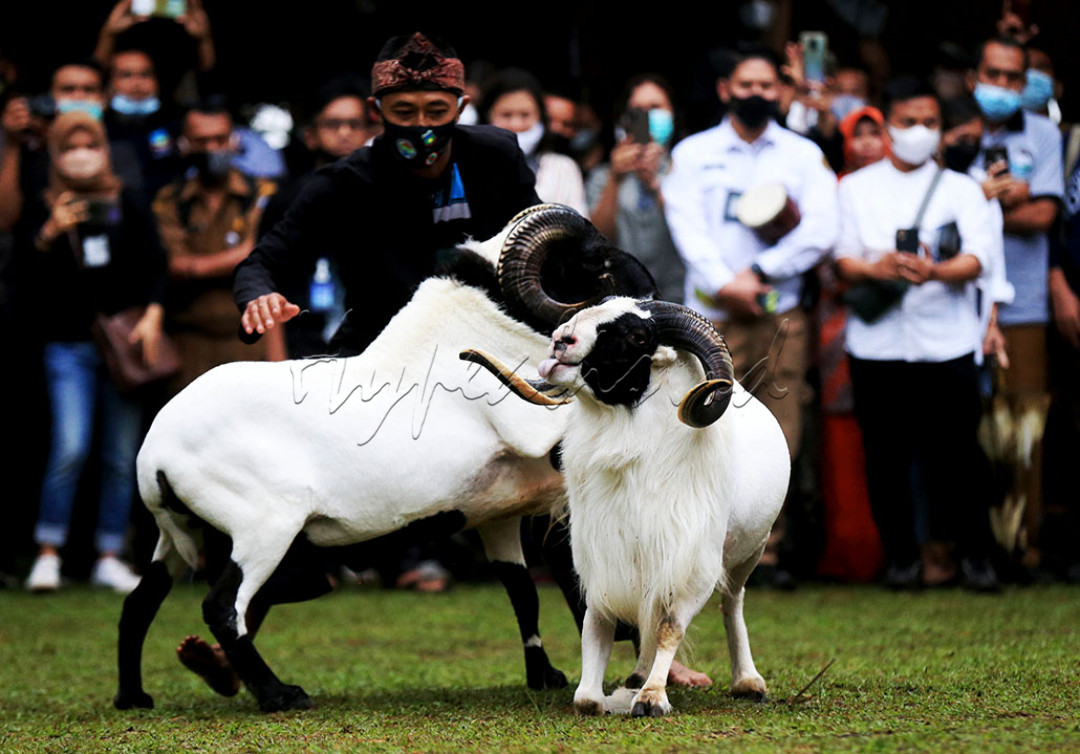 Adu domba Garut menjadi salah satu daya tarik wisatawan di Desa Wisata Saung Ciburial, Kabupaten Garut, Jawa Barat, Senin (18/10/2021). Adu Domba merupakan merupakan atraksi tradisional khas masyarakat Sunda. Domba Garut memiliki ketangkasan dan merupakan salah satu domba lokal terbaik di Indonesia. Atraksi Adu Domba menjadi salah satu daya tarik wisata Desa Saung Ciburial. 