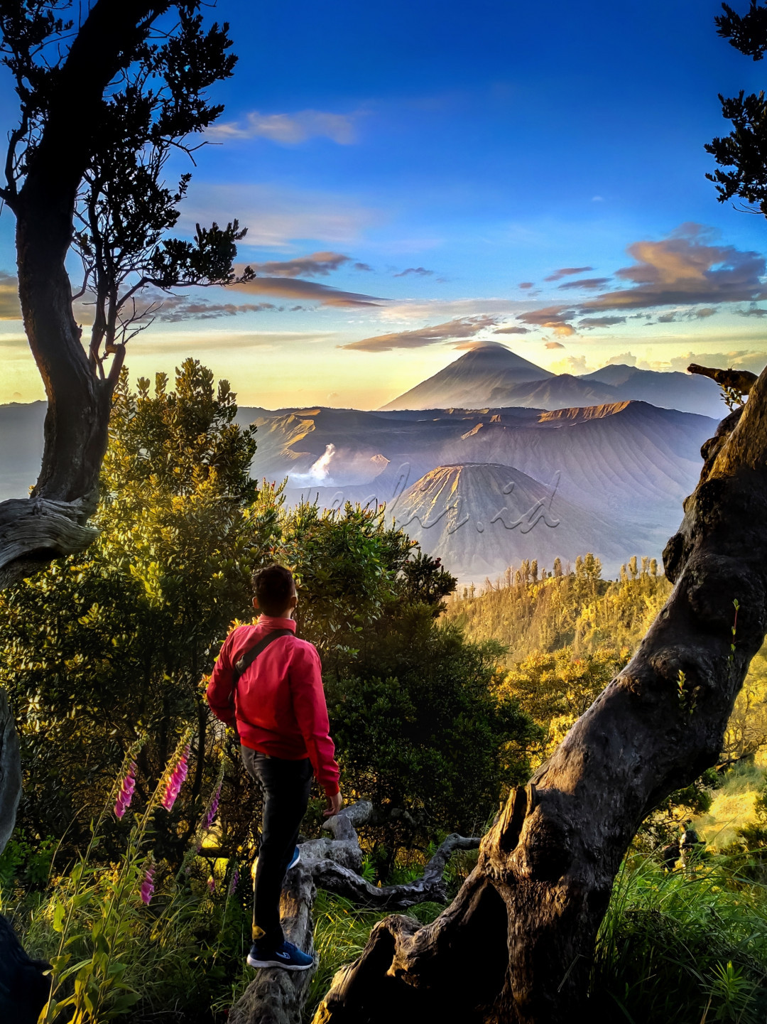 Wisata Gunung Bromo merupakan salah satu tujuan favorit daya tarik wisata internasional di Indonesia. Selain menyaksikan keindahan panorama di kawasan Wisata Gunung Bromo – Semeru, Pada hari tertentu masyarakat suku tengger mengadakan upacara adat yang terkenal dengan Upacara Kasodo. Upacara Kesodo merupakan upacara untuk memohon panen yang berlimpah atau meminta tolak bala dan kesembuhan atas berbagai penyakit, yaitu dengan cara mempersembahkan sesaji dengan di lemparkan ke kawah Gunung Bromo.<br />
<br />
Waktu yang terbaik mengunjungi kawasan Wisata Bromo adalah pada saat musim kemarau antara bulan Mei sampai Oktober karena pengunjung bisa menikmati keindahan panorama gunung bromo dengan sempurna.<br />
<br />
#lombafotobisnisindonesia<br />
#hypeabisid<br />
#BisnisIndonesiaFoto