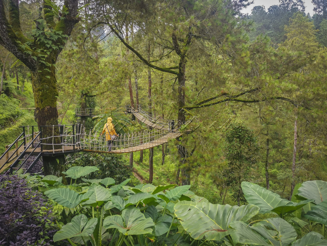 Bromo Forest Area merupakan salah satu spot wisata yang bisa dijadikan alternatif sebelum berkunjung ke Gunung Bromo. Ditempat wisata ini kita bisa berfoto-foto di beberapa spot foto, menikmati makan minum di aera hutan cemara, atau menyusuri jembatan gantung yang cukup menantang. 
