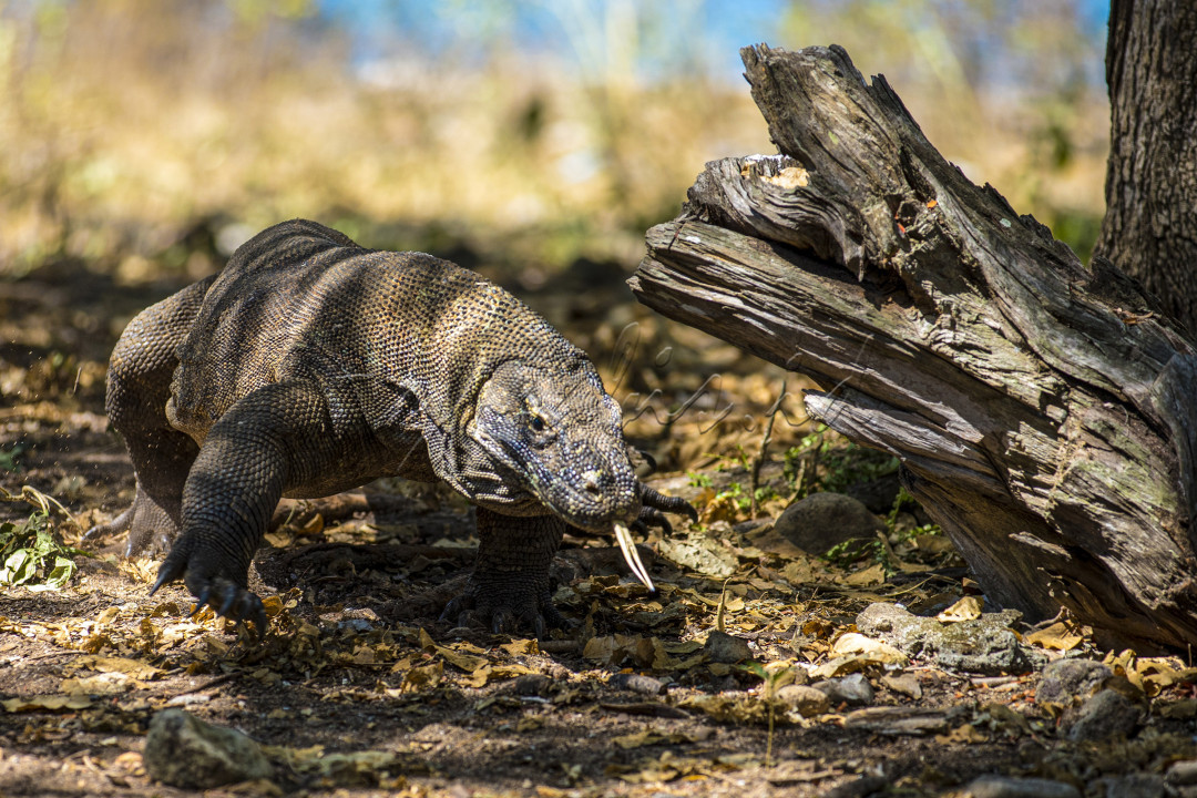 Seekor Komodo melintas di Taman Nasional Komodo, Labuan Bajo, Kabupaten Manggarai Barat, Nusa Tenggara Timur, Kamis (10/06/2021). Kepulauan Komodo yang menjadi habitat asli hewan purba komodo ini, nampaknya sudah menjadi destinasi favorit yang dikunjungi oleh para wisatawan baik di dalam maupun luar negeri. Banyak orang berbondong-bondong mendatangi kepulauan ini hanya untuk melihat secara langsung tingkah laku hewan yang mulai punah ini. Selain karena keindahannya yang diakui dunia karena berhasil menyandang predikat ”New 7 Wonders of Nature” berjajar dengan tempat-tempat cantik lainnya di seluruh dunia.