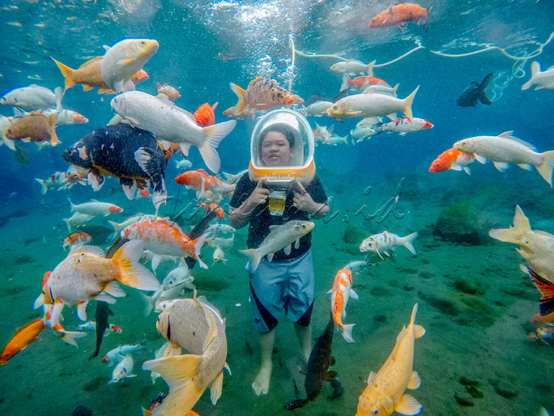 WISATA BAWAH AIR PONGGOK—Seorang wistawan Sedang menikmati wahana Umbul Ponggok Walker berupa berjalan-jalan di dasar kolam mata air sambil menikmati pemadangan ikan yang berwarna warni di Desa Ponggok, Klaten, Jawa Tengah. Wisata air tersebut dikelola oleh Badan Usaha Milik Desa atau Bumdes Tirta Mandiri dan mampu menjadikan Desa Ponggok menjadi desa mandiri yang mampu mensejahterakan sebagian besar masayarakatnya dengan bekerja di sektor pariwisata.