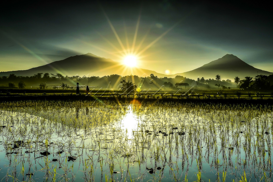 Desa Sudimoro, kecamatan Mungkid, kabupaten Magelang, dengan latar belakang matahari terbit di antara Gunung Merbabu dan Gunung Merapi.