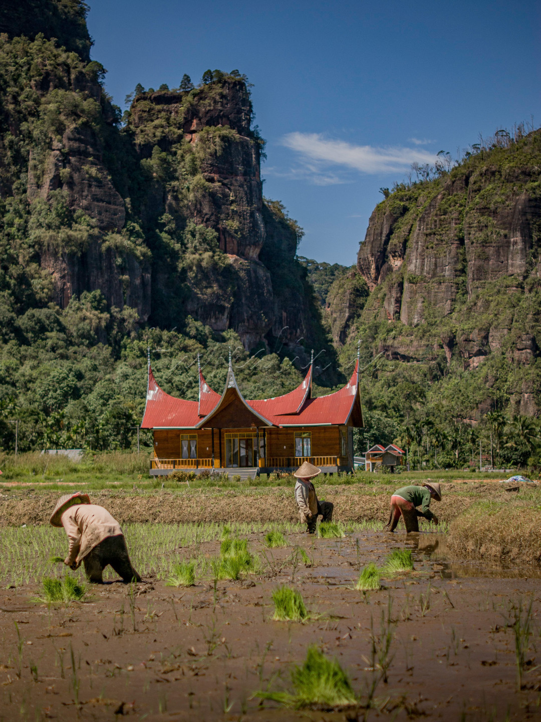  Lembah Harau merupakan wahana wisata alam berupa dataran luas yang dikelilingi bentangan tebing batuan alam. Keindahan panorama Lembah Harau terbentuk oleh tebing terjal di bukit-bukit yang mengelilinginya, seolah seperti dinding raksasa yang mengepung lembah di bawahnya. Dinding mahakarya Sang Pencipta Semesta ini menjulang setinggi kurang lebih 200-400 meter, menciptakan pola bayangan yang menarik untuk disaksikan pada pagi dan sore hari.<br />
<br />
Kawasan Harau memiliki sejumlah air terjun alam. Ada 6 air terjun diantaranya yang termasuk kawasan objek wisata yang dikelola pemerintah setempat. Salah satunya adalah Air Terjun Sarasah Jambu, yang posisinya berada paling dekat dengan gerbang masuk dari arah Payakumbuh.<br />
Selain itu, ada juga Air Terjun Akar Berayun yang posisinya paling dekat dengan area parkir pengunjung. Air terjun yang menjulang setinggi 200 meter akan terlihat membiaskan warna pelangi yang indah saat musim kemarau.<br />
Selain menikmati panorama alam, aktivitas lain yang diminati pengunjung Harau adalah trekking melewati jalan setapak menanjak di sisi tebing. Melewati jalur ini hingga ke puncak kurang lebih memerlukan waktu sekitar 1 hingga 1,5 jam perjalanan. Jalur trekking ini masih berhubungan dengan kawasan Kelok 9, yaitu jalan raya penghubung Provinsi Sumatera Barat dan Riau dengan panorama sekelilingnya yang indah.