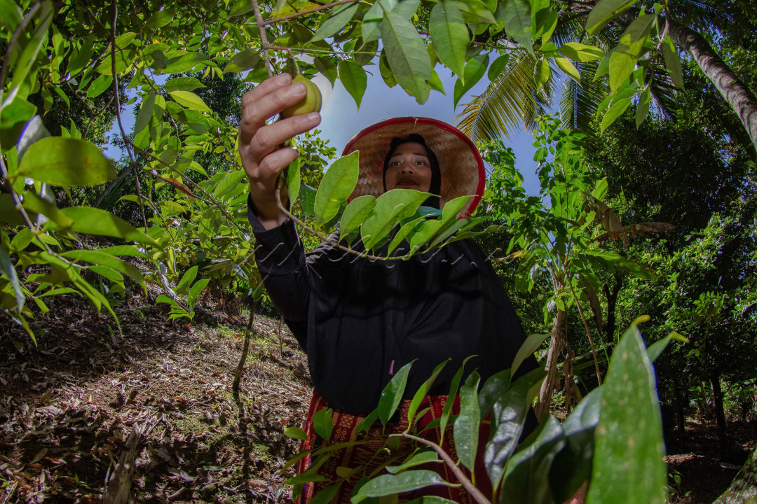 Tanah Indonesia yang terletak di iklim tropis menyebabkan tanah indonesia subur. Mempunyai banyak keanekaragaman tanaman yang dapat di pergunakan untuk kebutuhan manusia